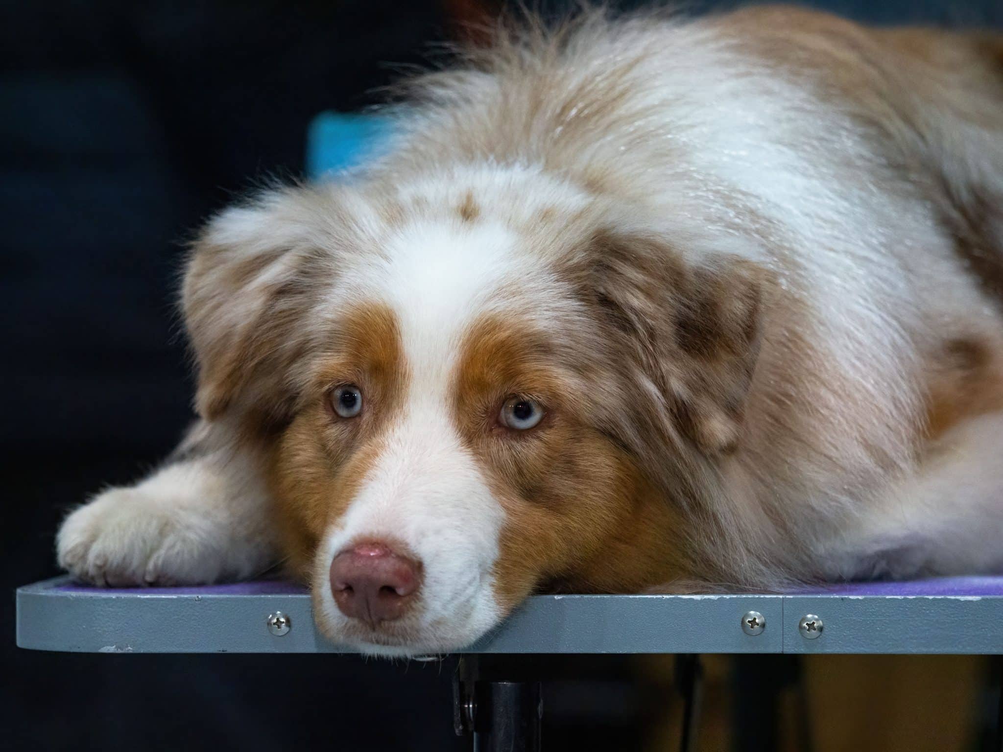 An observant dog pauses quietly, displaying a curious expression and an endearing sense of contemplation.