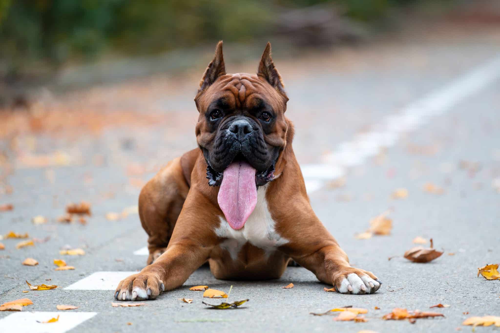 Boxer expressing goofy confidence and exuberant joy during an energetic outdoor play session.