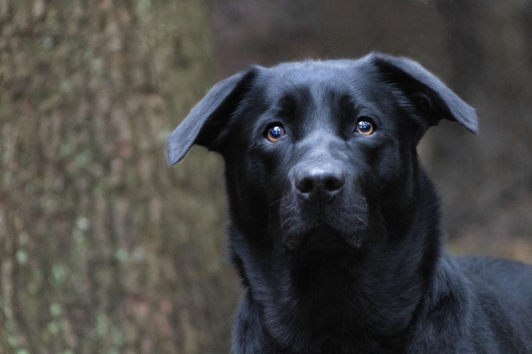 Labrador Retriever approaches an unfamiliar discovery with friendly curiosity and enthusiastic interest.