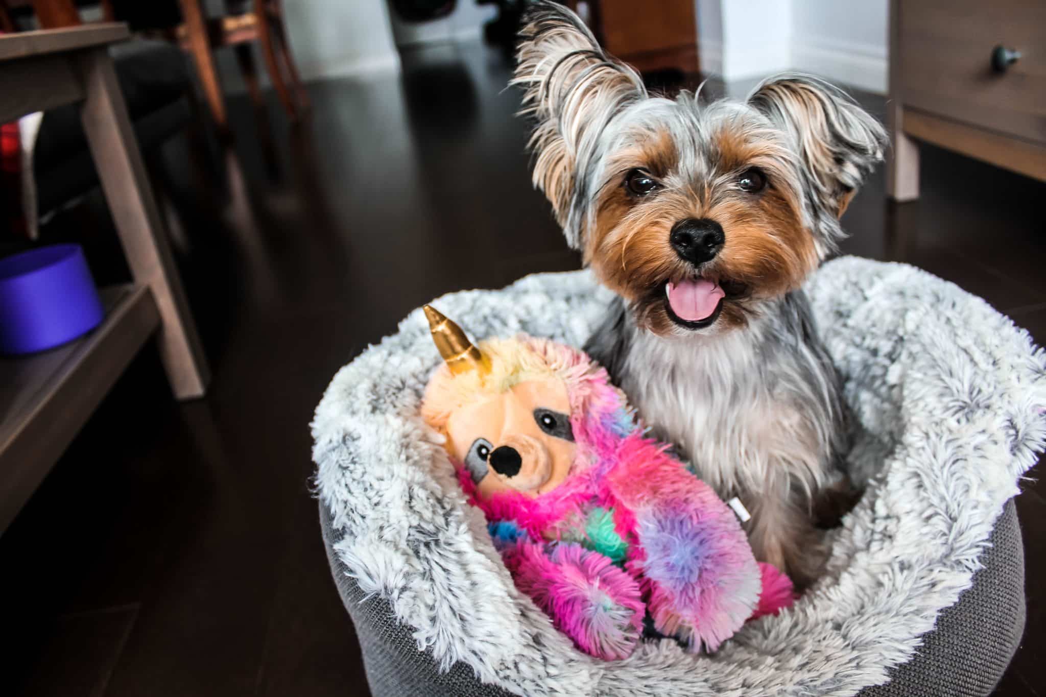 Dog looking playful and happy while enjoying a safe seasonal toy.
