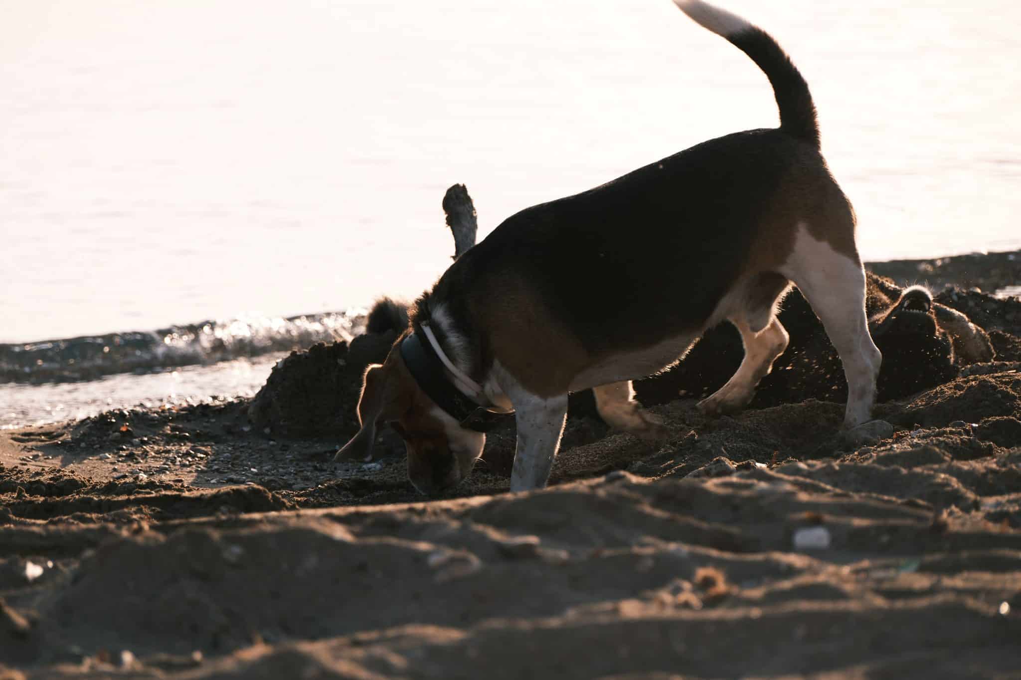 Beagle investigating an intriguing scent with focused curiosity and enthusiastic hound determination.