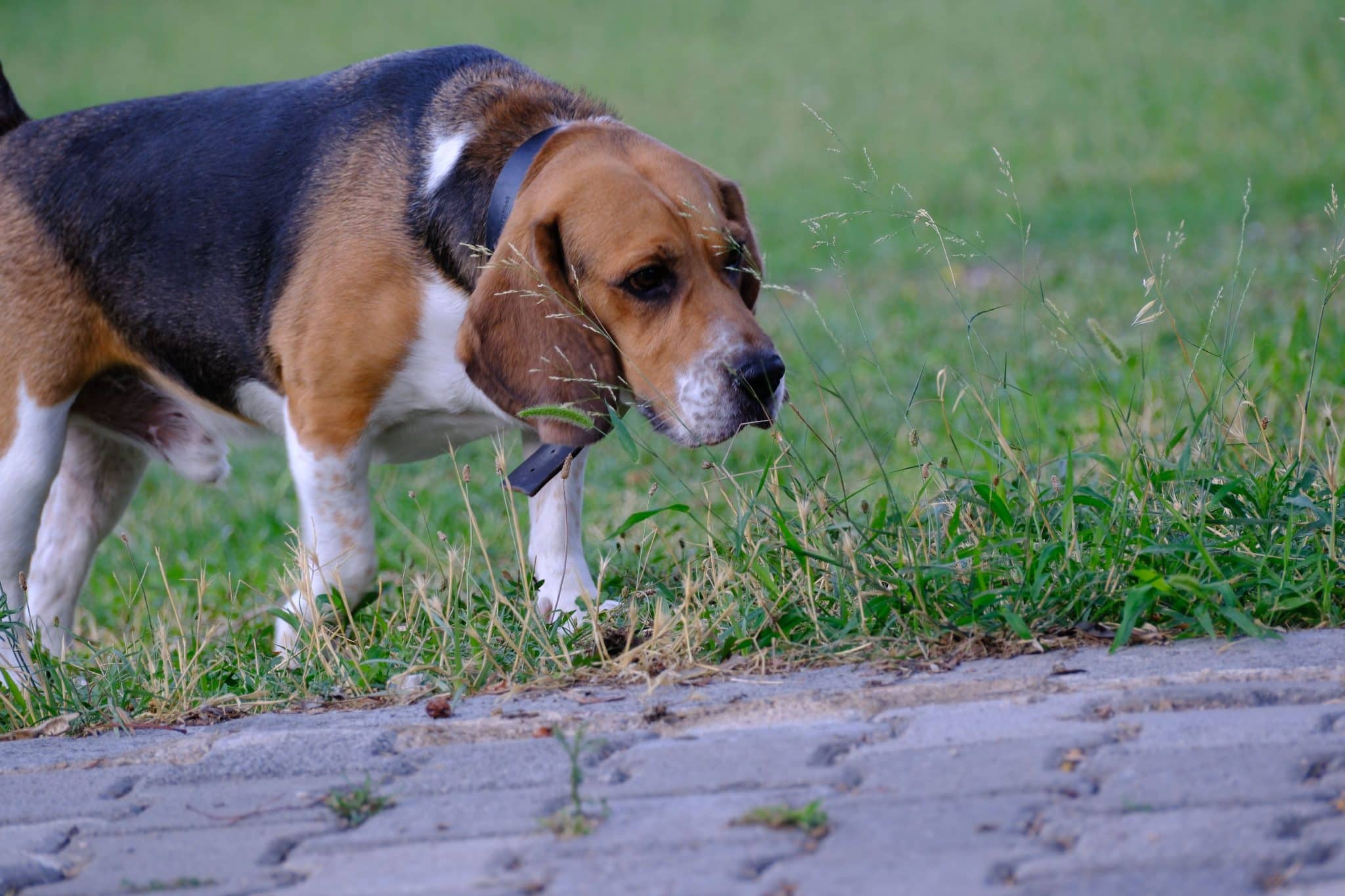 Beagle follows an intriguing scent with determination and curiosity, ready for another mystery.