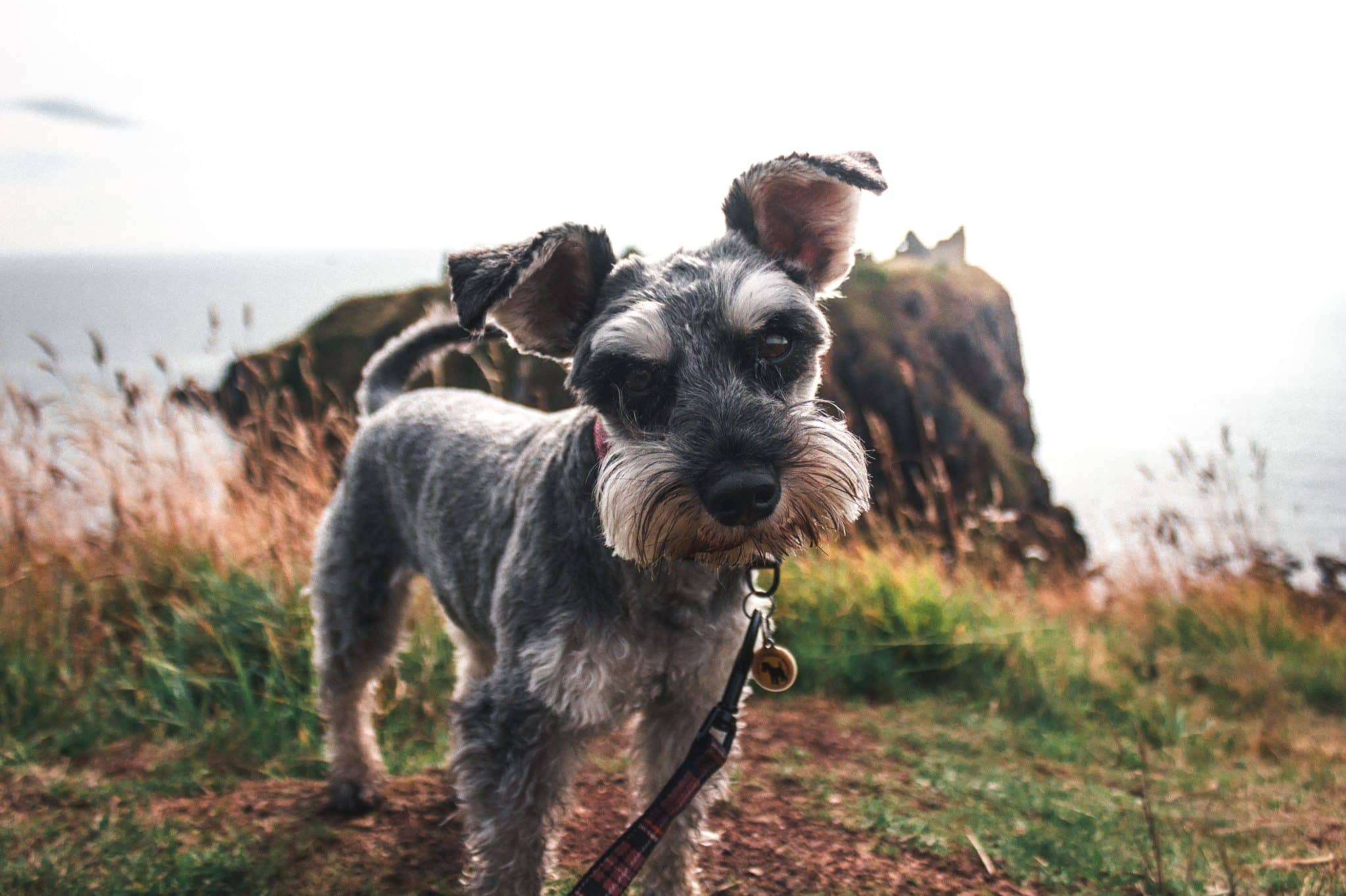 Miniature Schnauzer displaying alert curiosity and determined enthusiasm for investigating the ground.