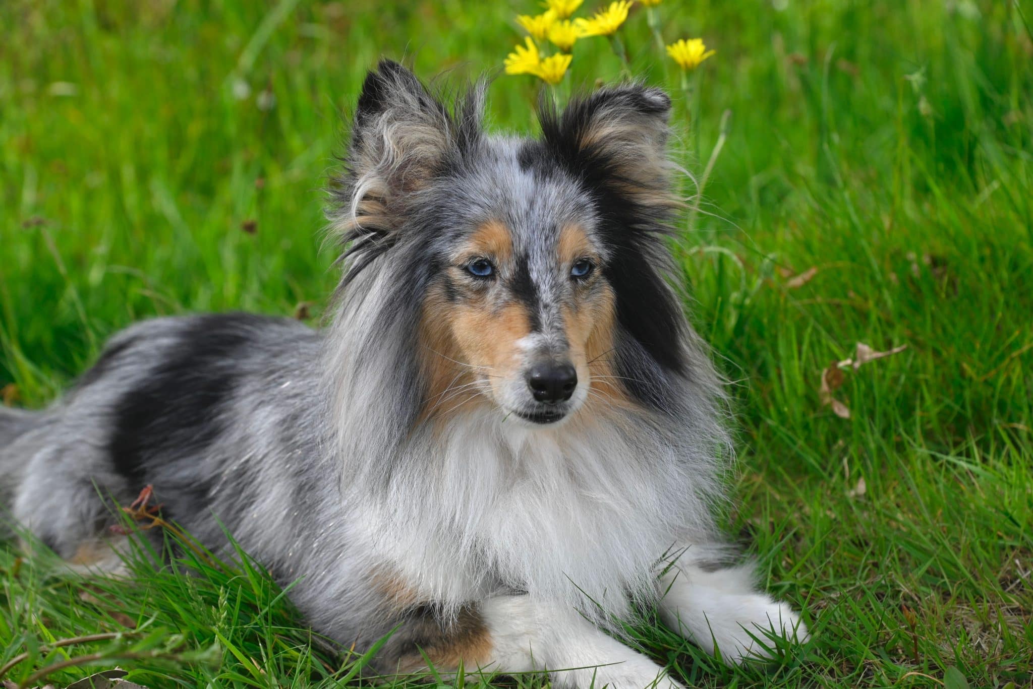 Shetland Sheepdog looks thoughtful and attentive, reflecting its sensitivity and quick learning abilities.