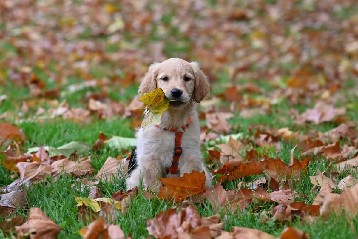 Curious dog investigating fallen leaves with playful focus and enthusiastic seasonal curiosity.