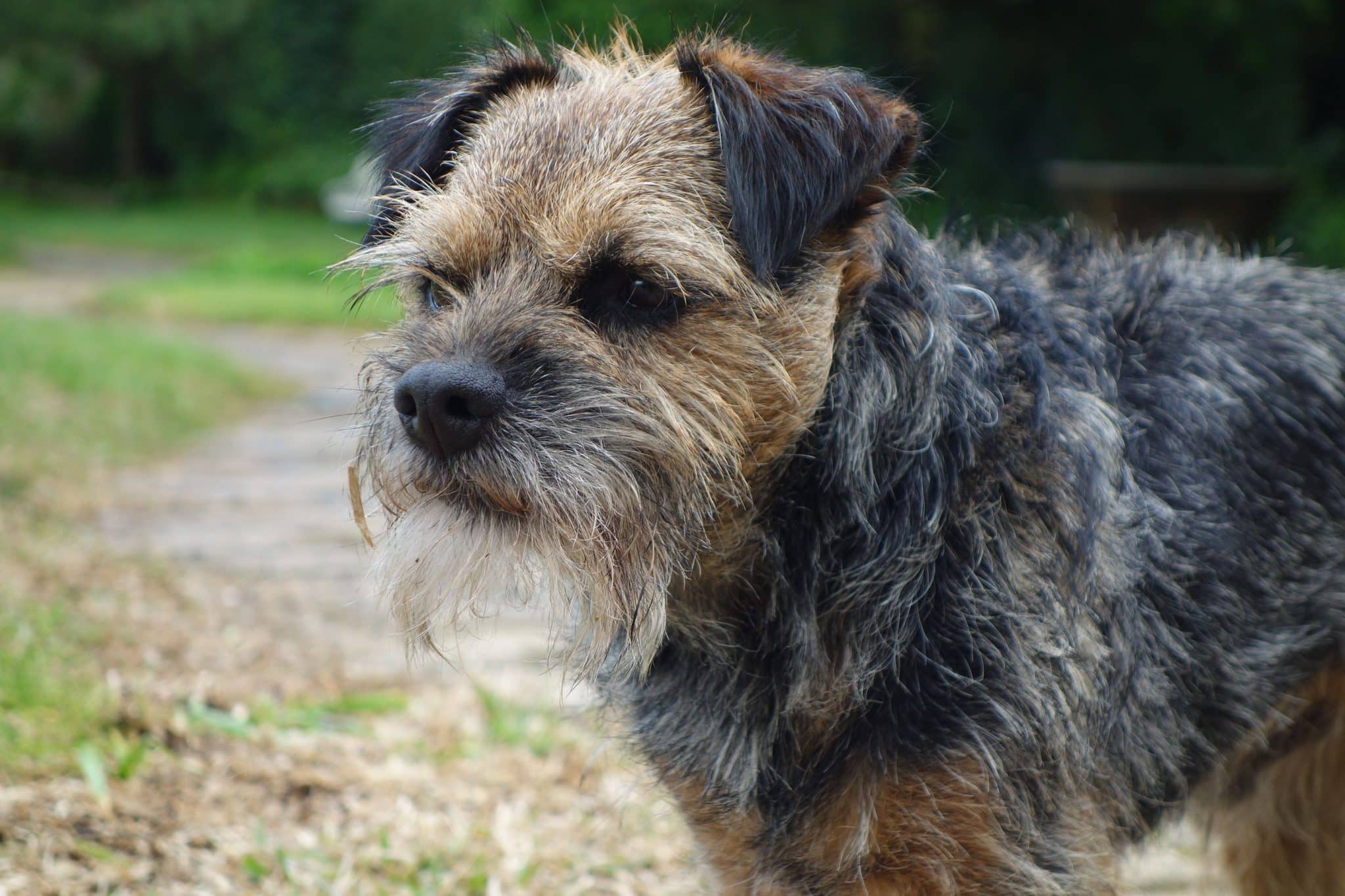 Border Terrier with a scruffy muzzle and alert eyes that give it a playful werewolf appearance.