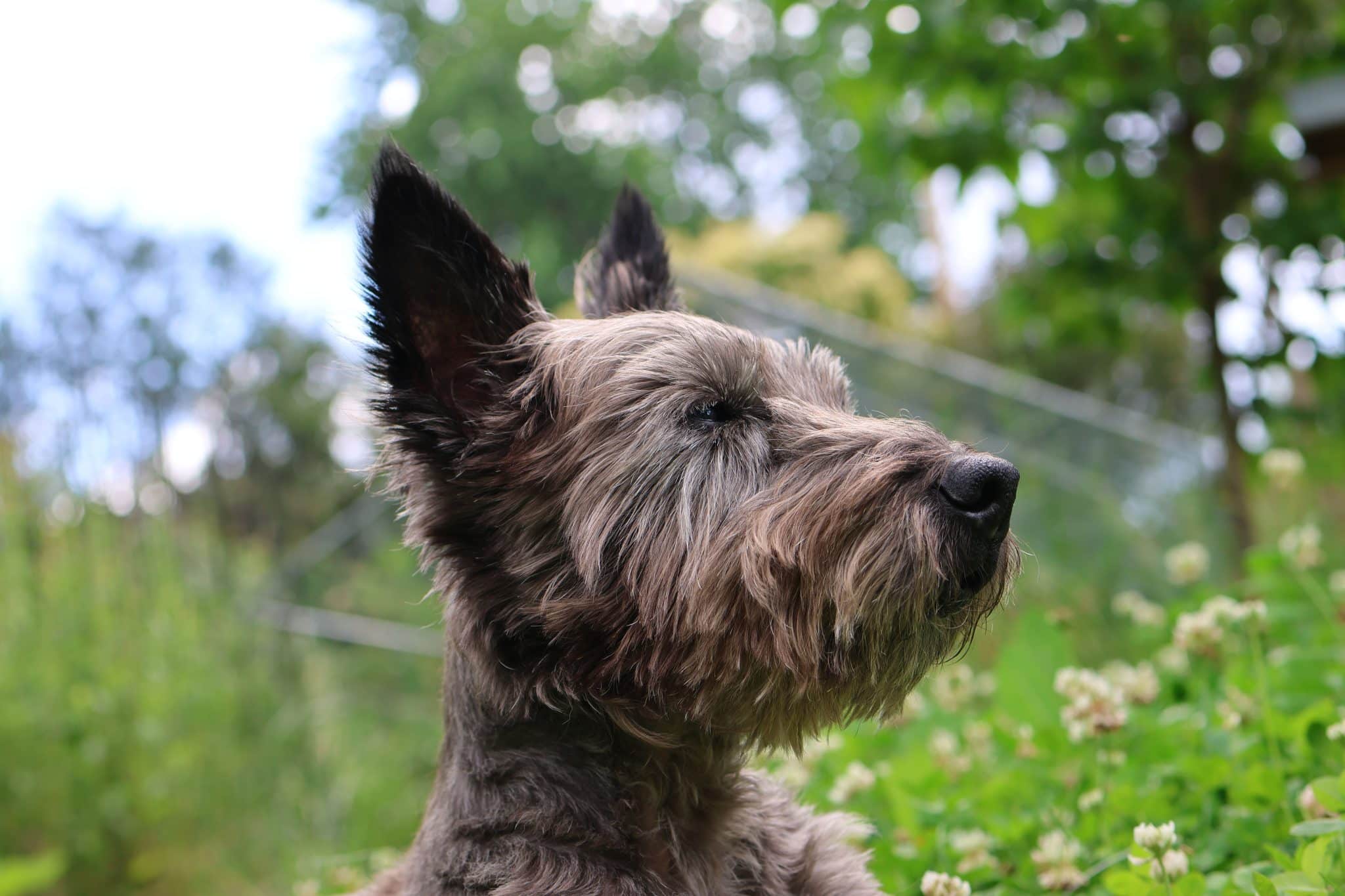 Cairn Terrier with tousled fur and pointed ears that create an adorable miniature wolf look.