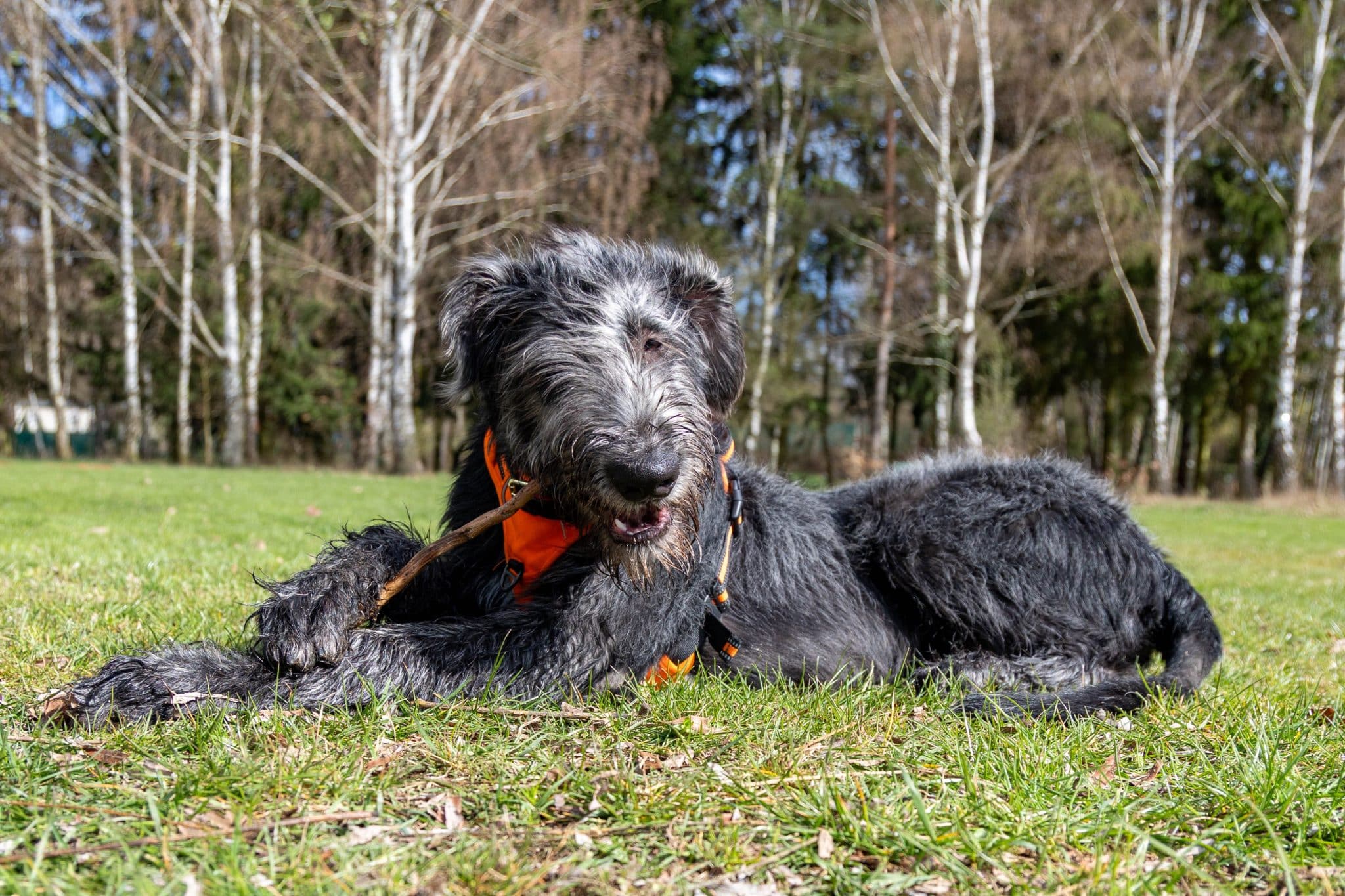 Irish Wolfhound with a rough coat and towering silhouette worthy of a fantasy legend.