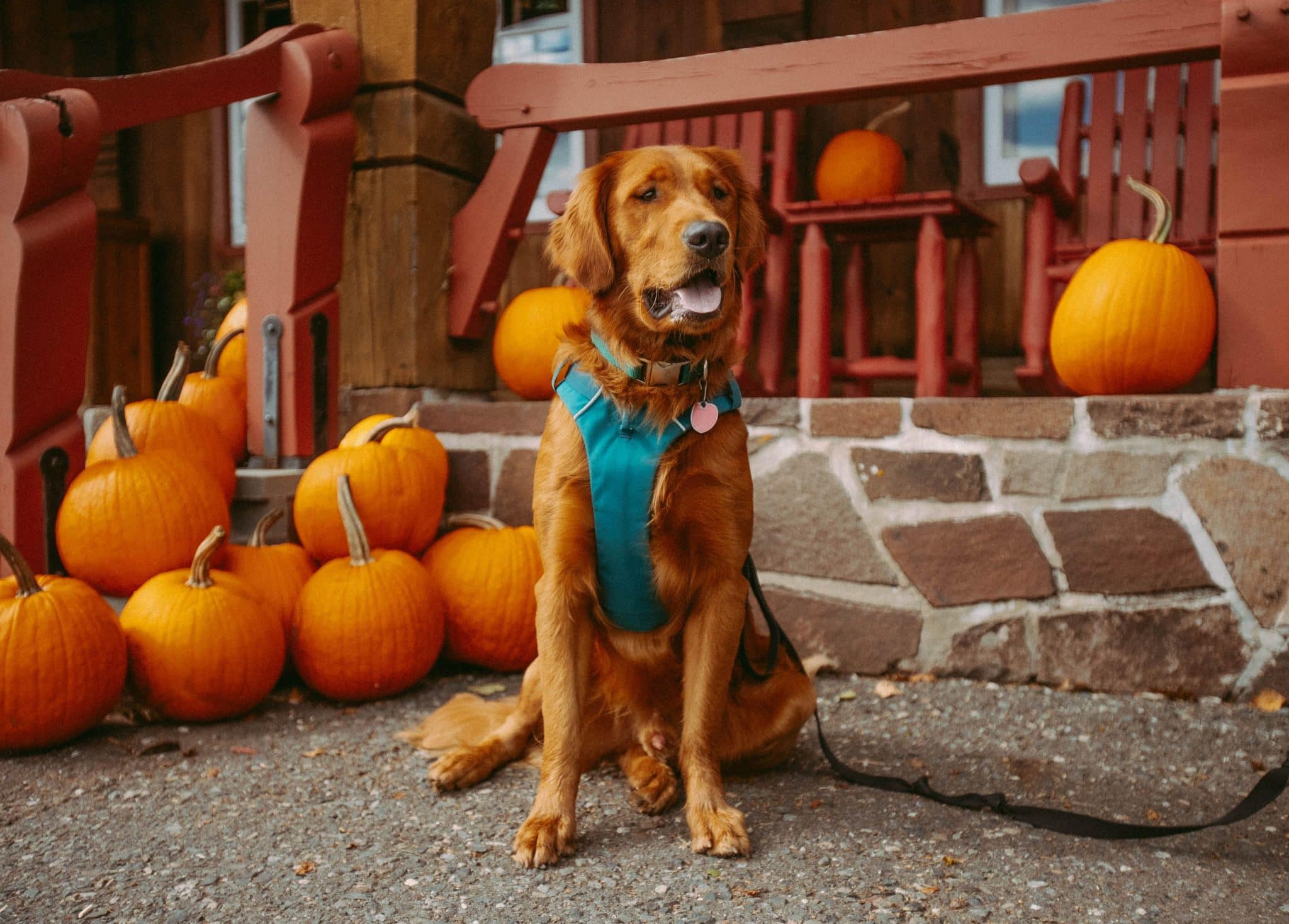 Dog looking delighted and relaxed while enjoying a dog-friendly Halloween celebration.