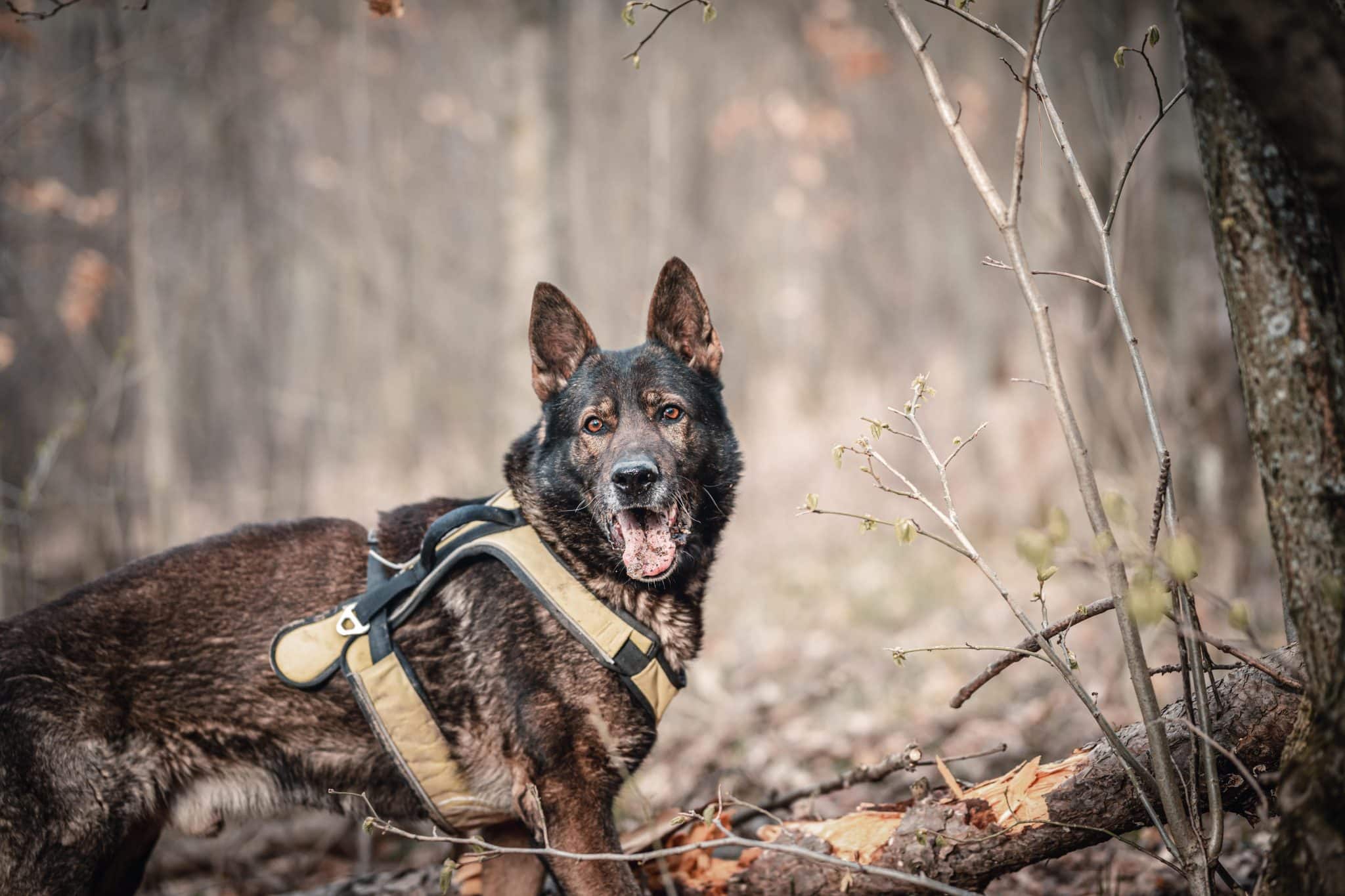 German Shepherd examining the ground with alert focus and confident working-dog curiosity.