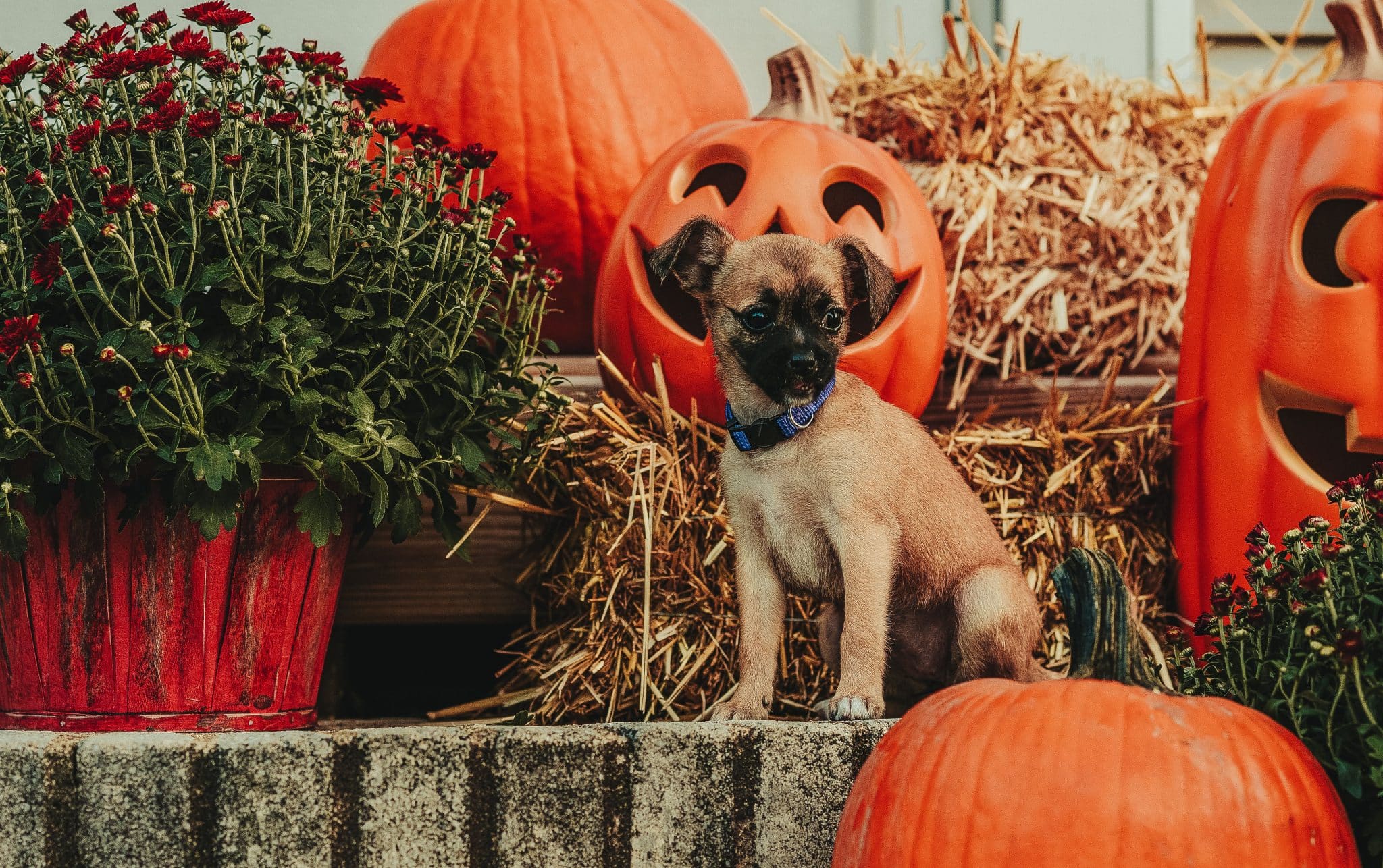 A curious dog expressing gentle uncertainty, reminding us to see Halloween through canine eyes.