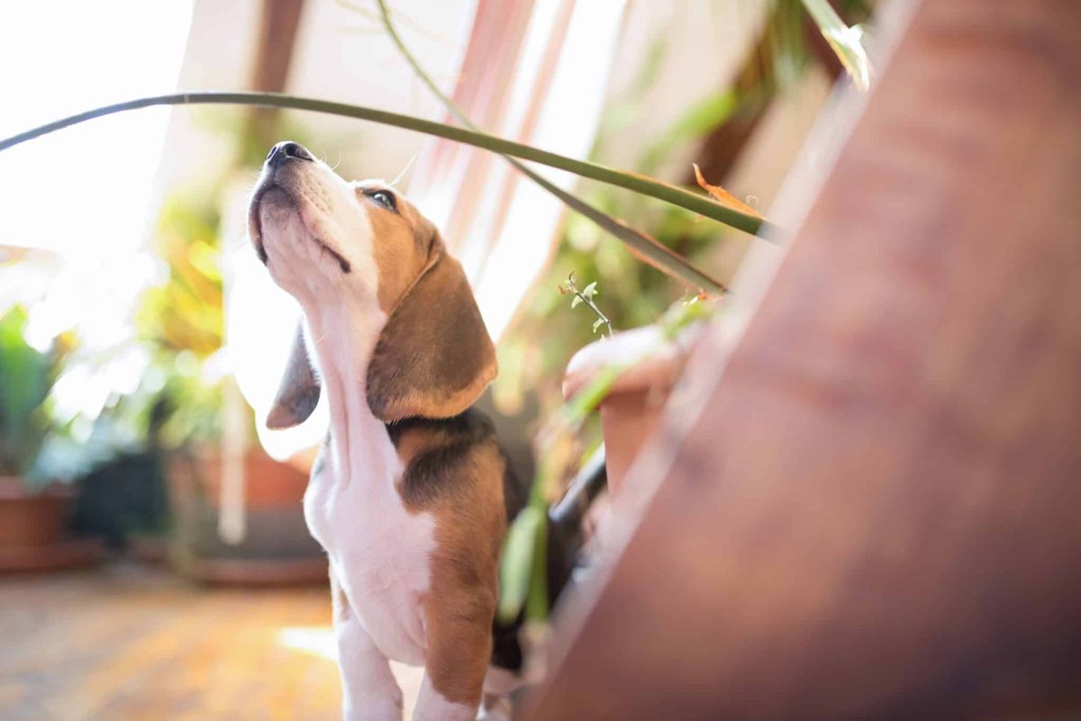 Dog exploring invisible scent information with focused curiosity and remarkable sensory awareness.