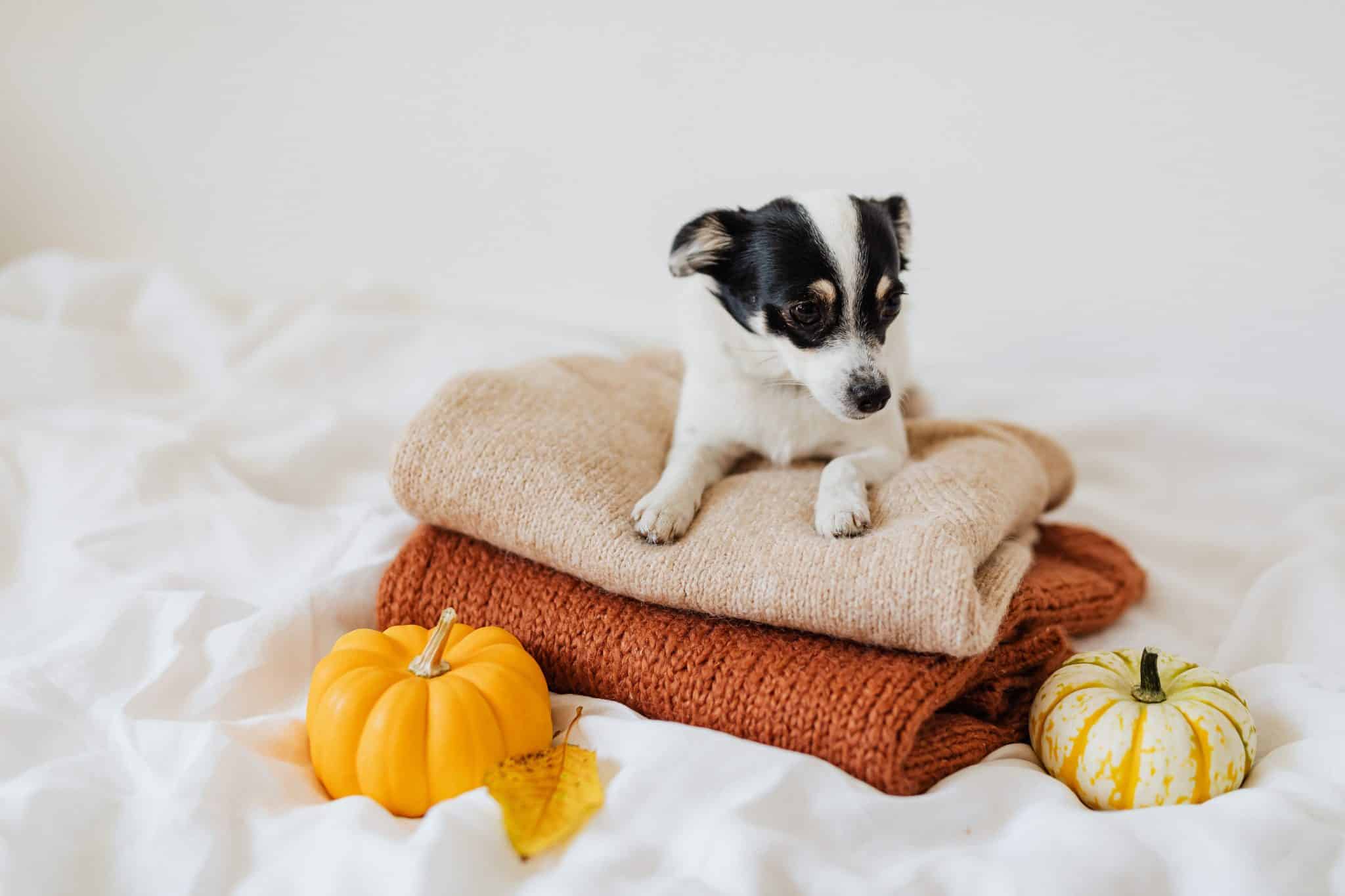 Dog standing attentively, reflecting the importance of Halloween safety.
