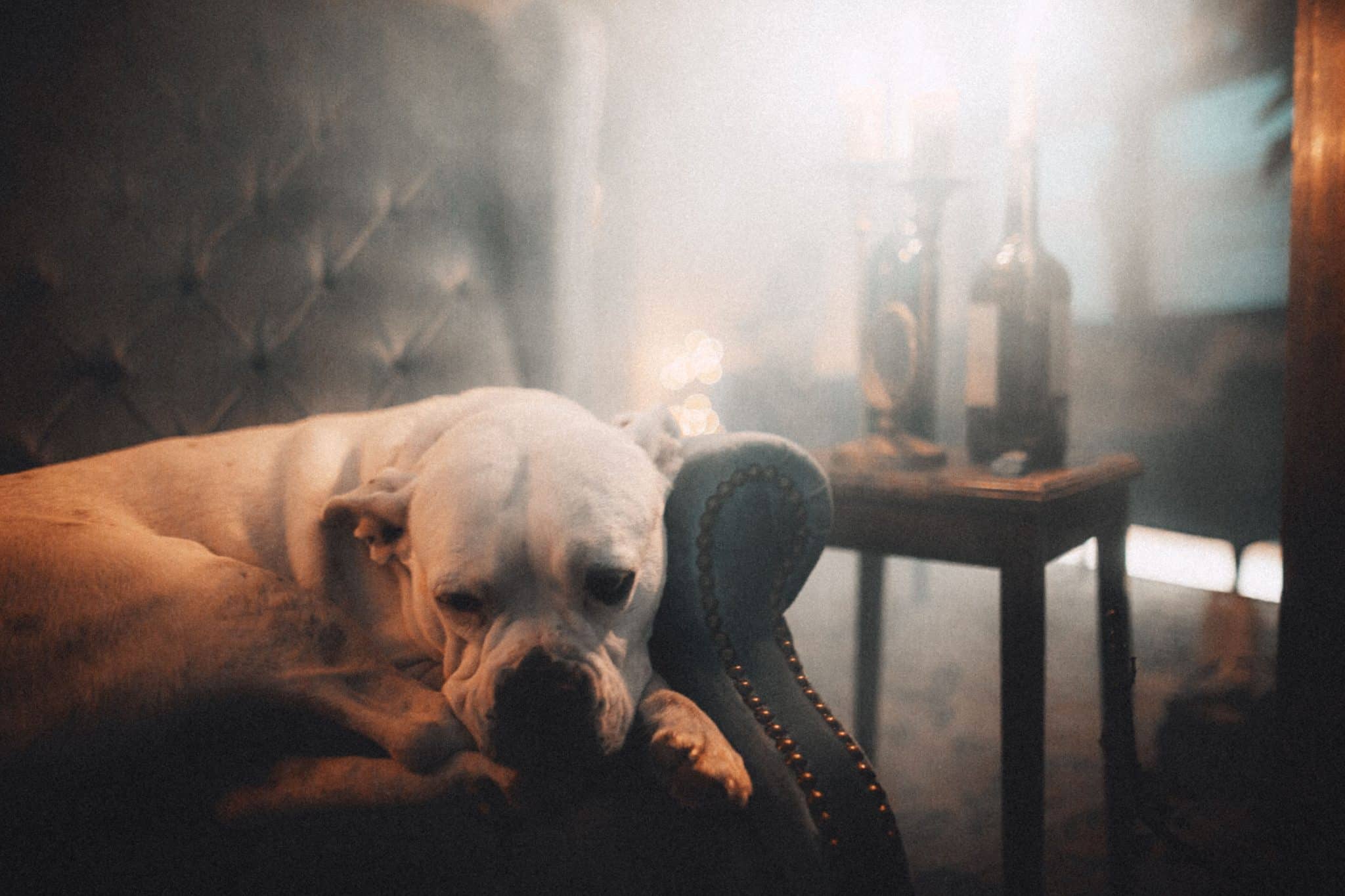 Dog resting peacefully, celebrating comfort and companionship.