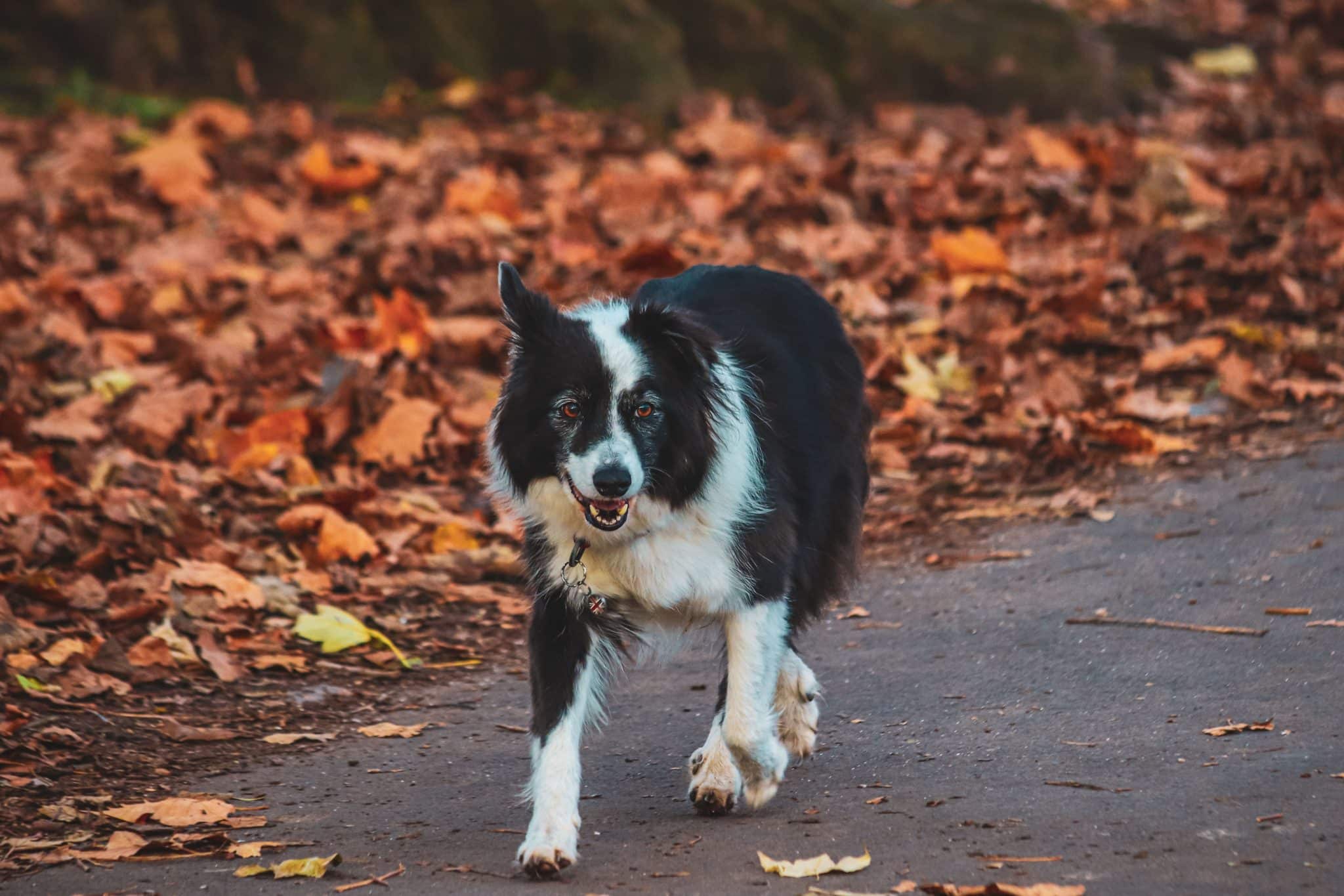 Border Collie demonstrating alert intelligence and lively enthusiasm during an engaging outdoor adventure.