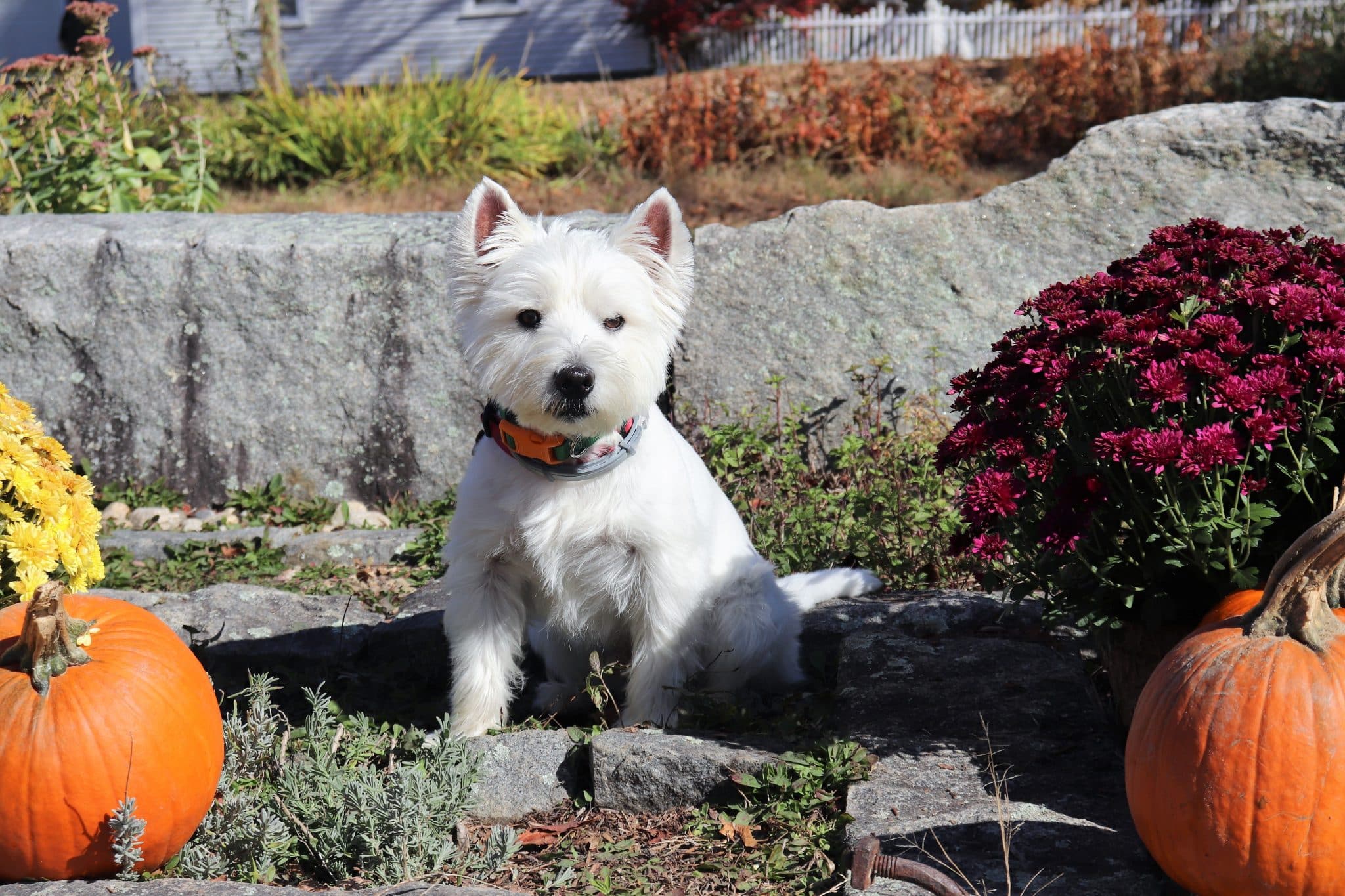 A cheerful dog showing curiosity and confidence while embracing the fun and excitement of Halloween.