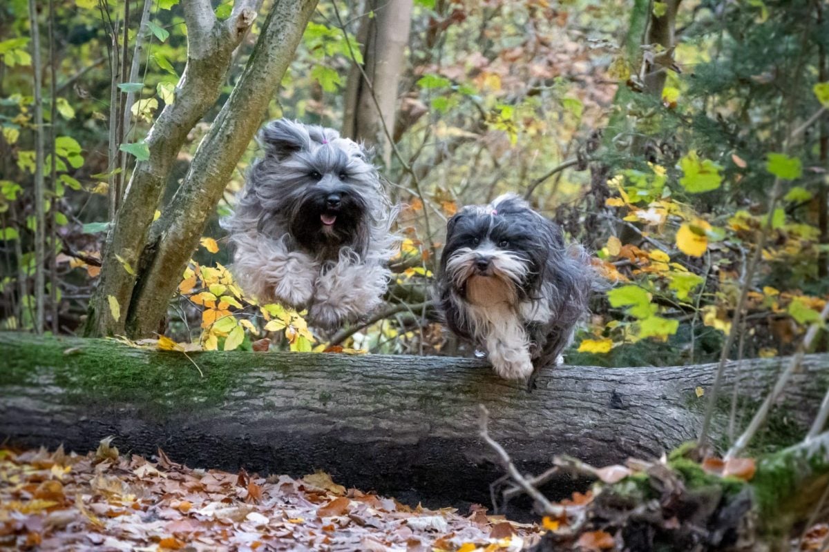 Playful dog expressing joyful energy and carefree excitement during refreshing autumn weather.