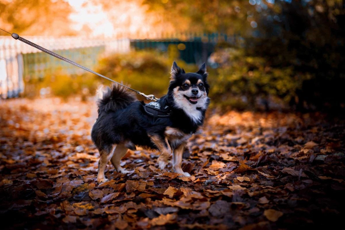 Happy dog showing energetic enthusiasm and curiosity during a refreshing autumn outdoor adventure.
