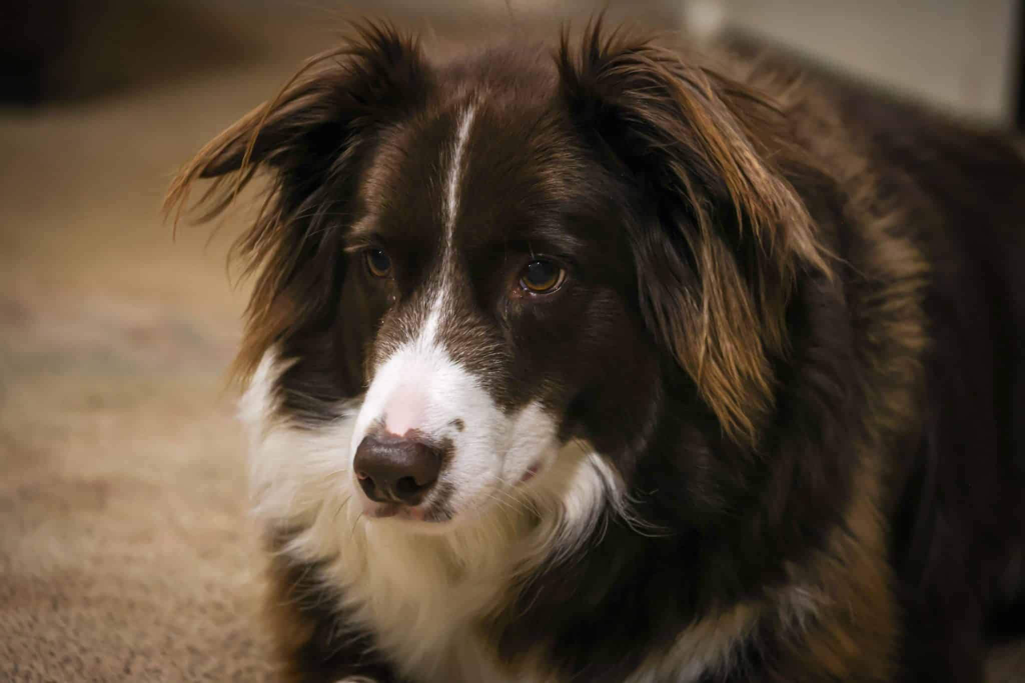 Border Collie gazes thoughtfully ahead, displaying the intense focus and intelligence of a natural problem solver.