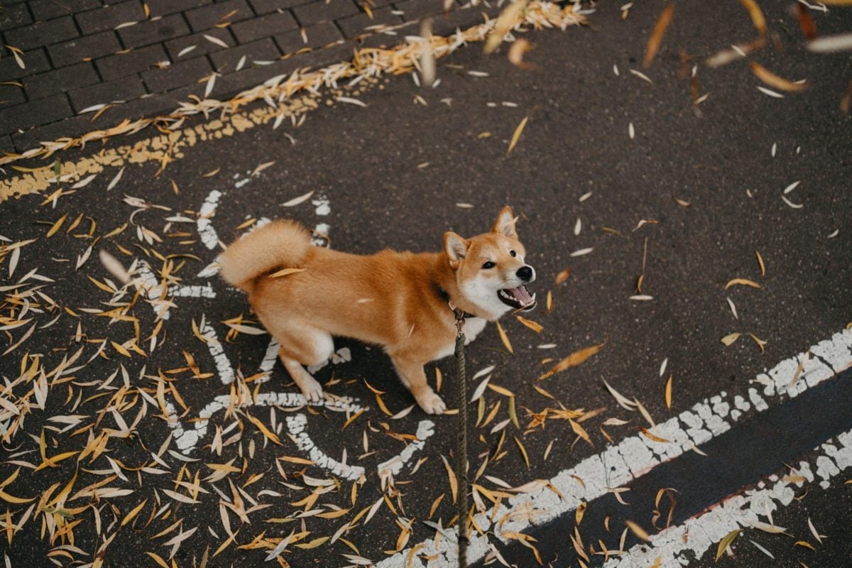 Happy dog showing energetic enthusiasm and curiosity during a refreshing autumn outdoor adventure.