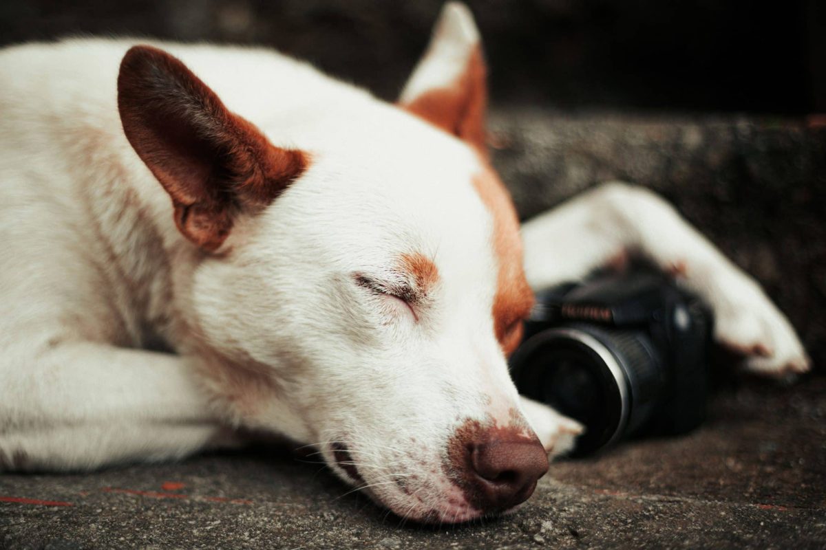 Sleeping dog showing gentle movements associated with dreaming during peaceful canine rest.