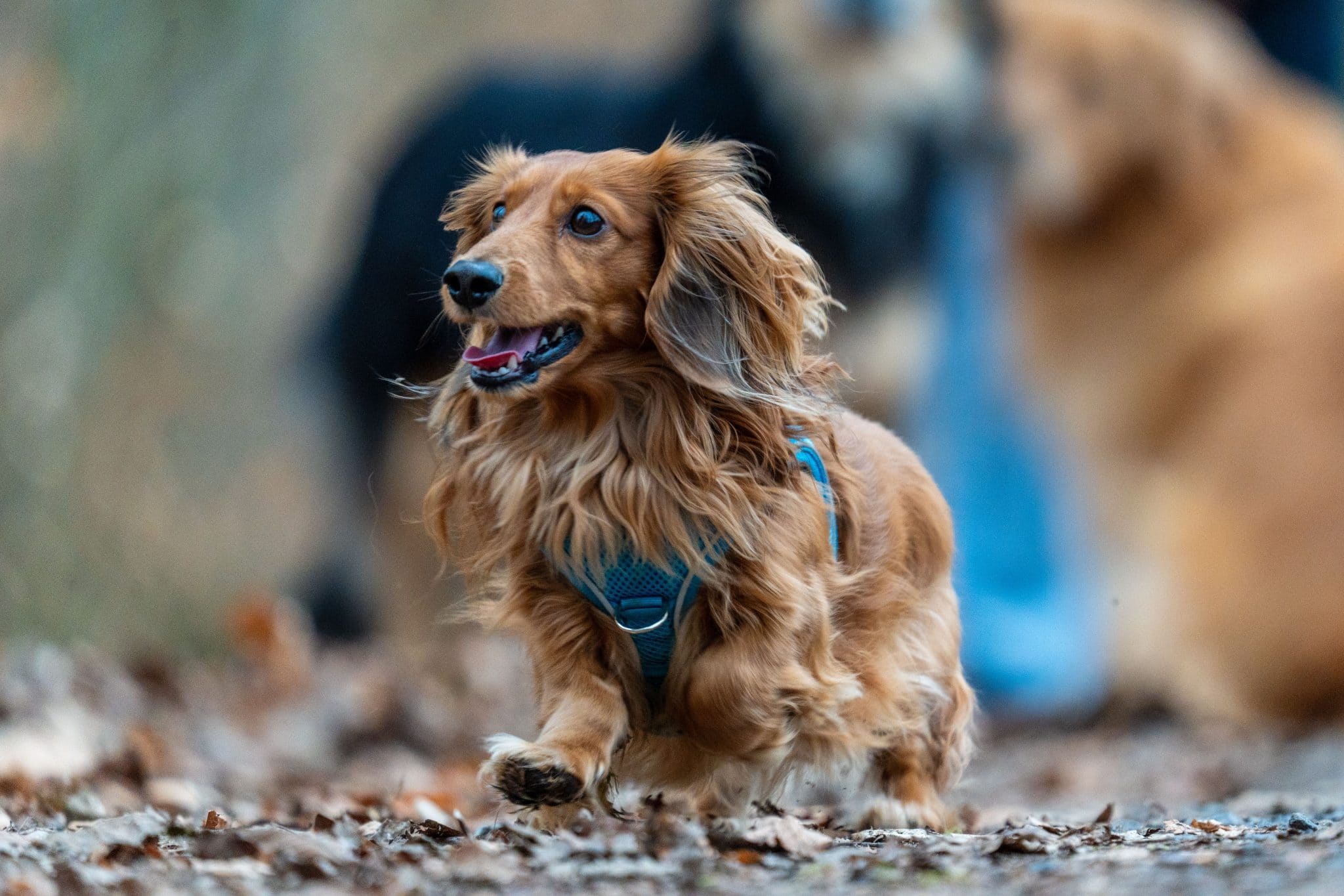 Dachshund exploring with determined curiosity and playful enthusiasm during a low-key outdoor adventure.