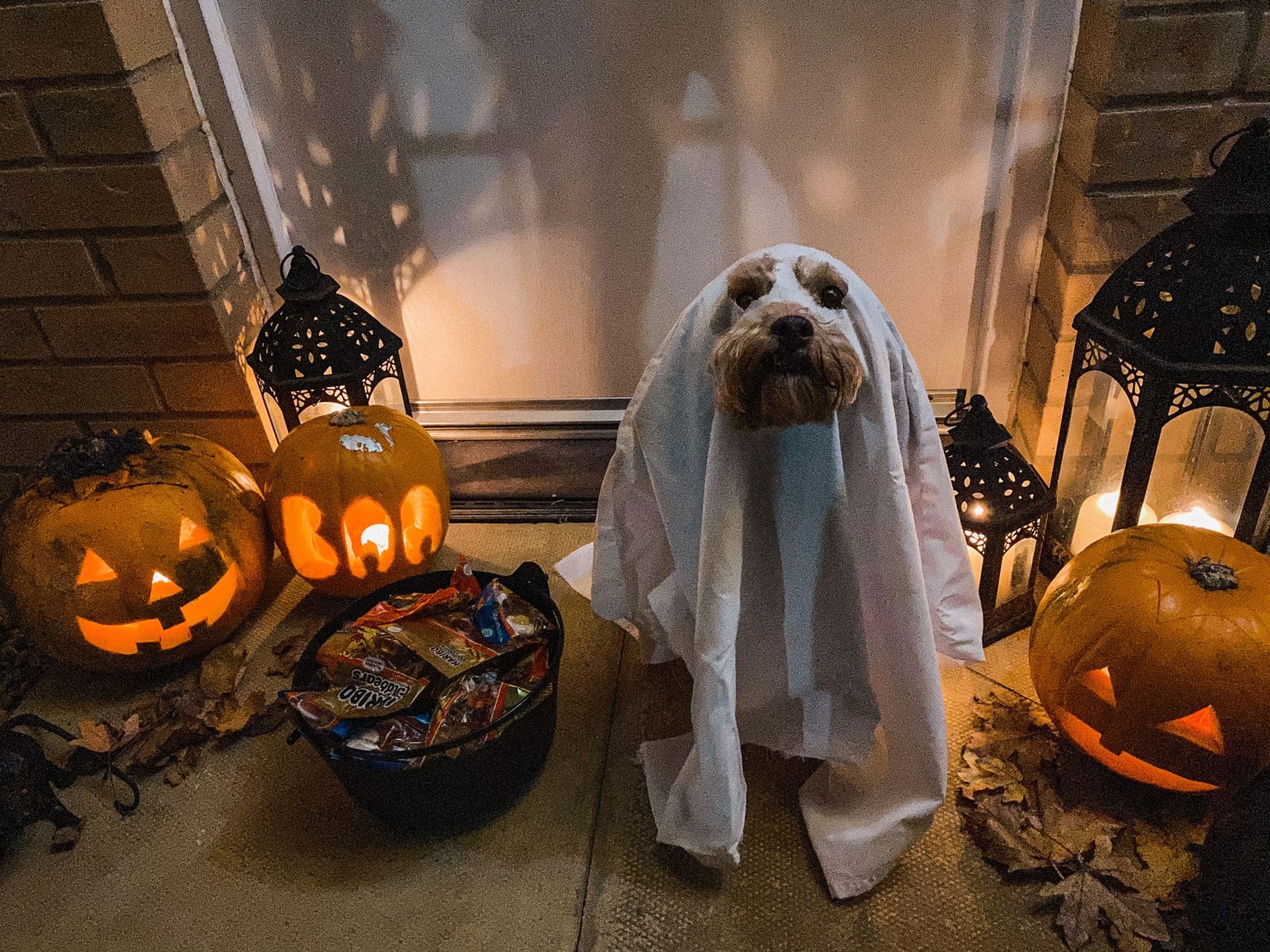 Dog sniffing curiously, expressing the irresistible temptation of Halloween aromas.