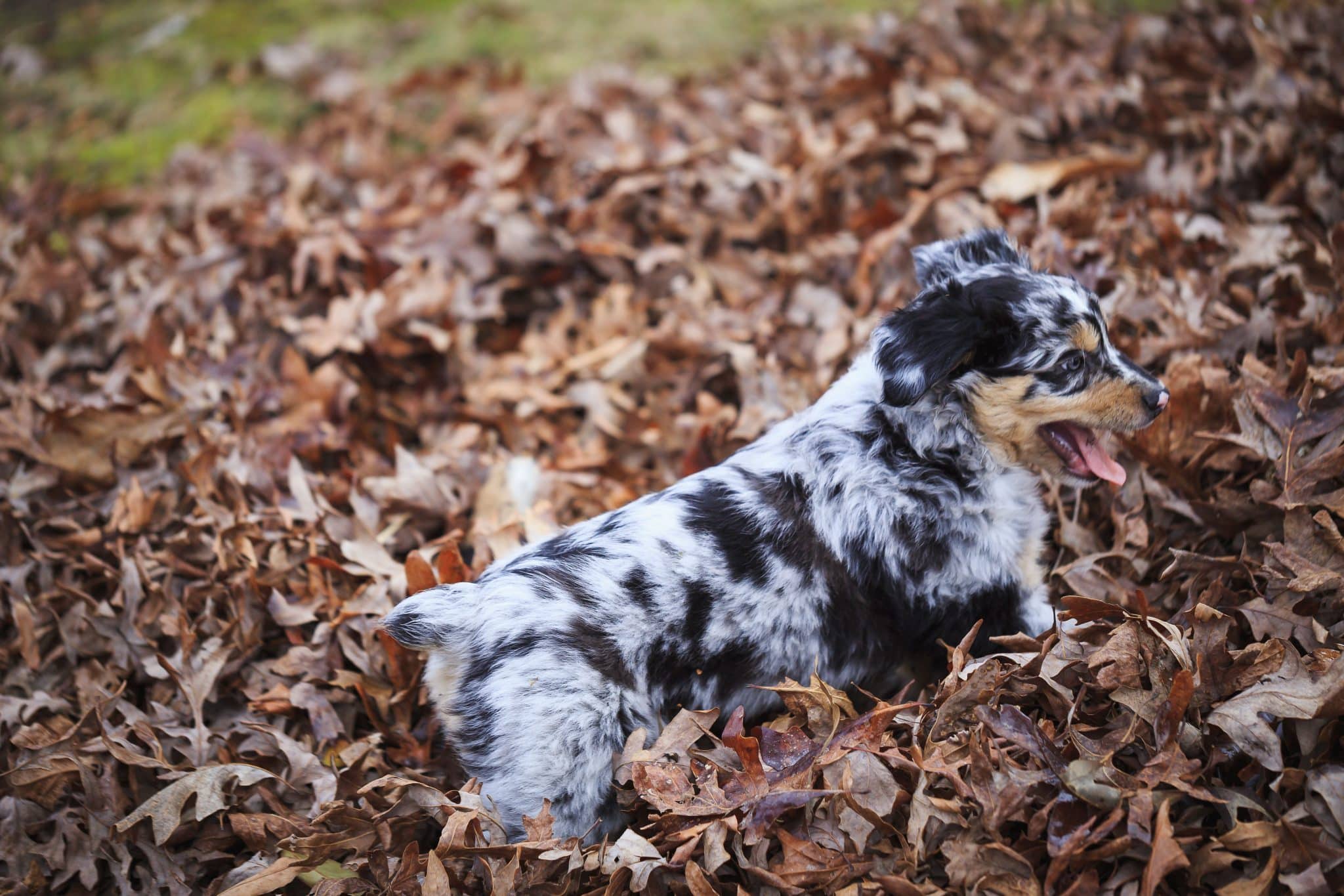 Australian Shepherd displaying athletic energy, intelligence, and excitement during outdoor play.