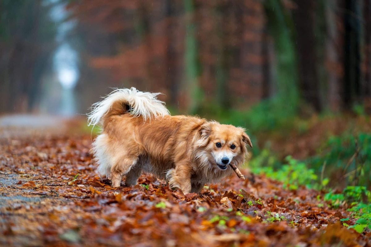 Joyful dog expressing curiosity, enthusiasm, and contentment as it embraces the changing autumn season.