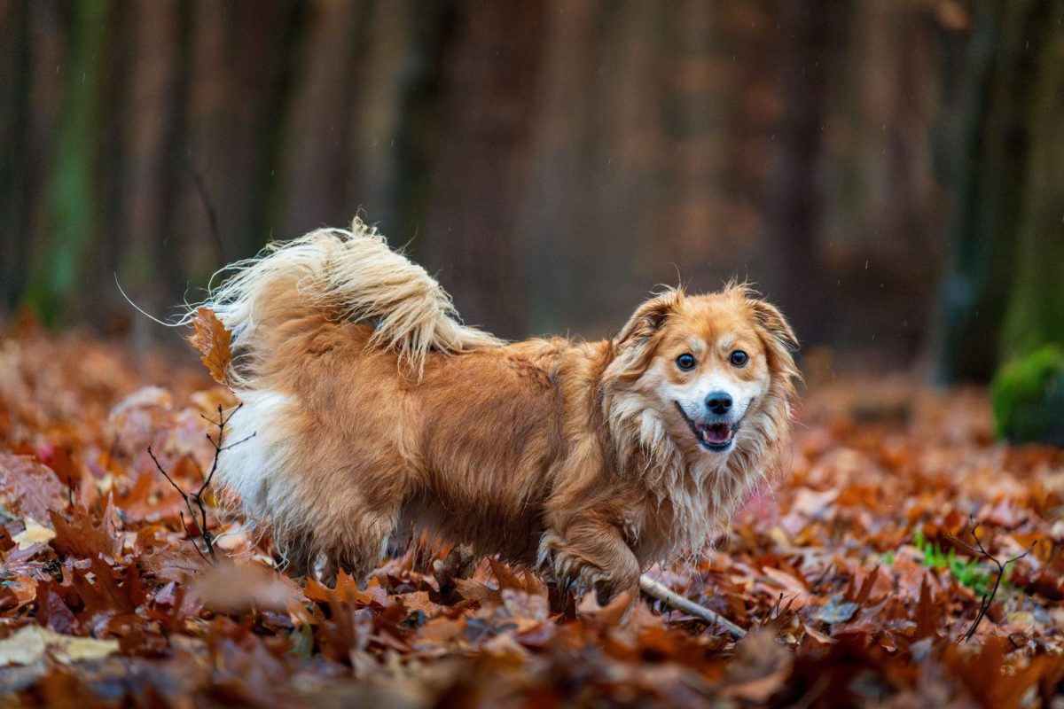 Alert dog enjoying refreshing autumn air with calm energy and seasonal enthusiasm.