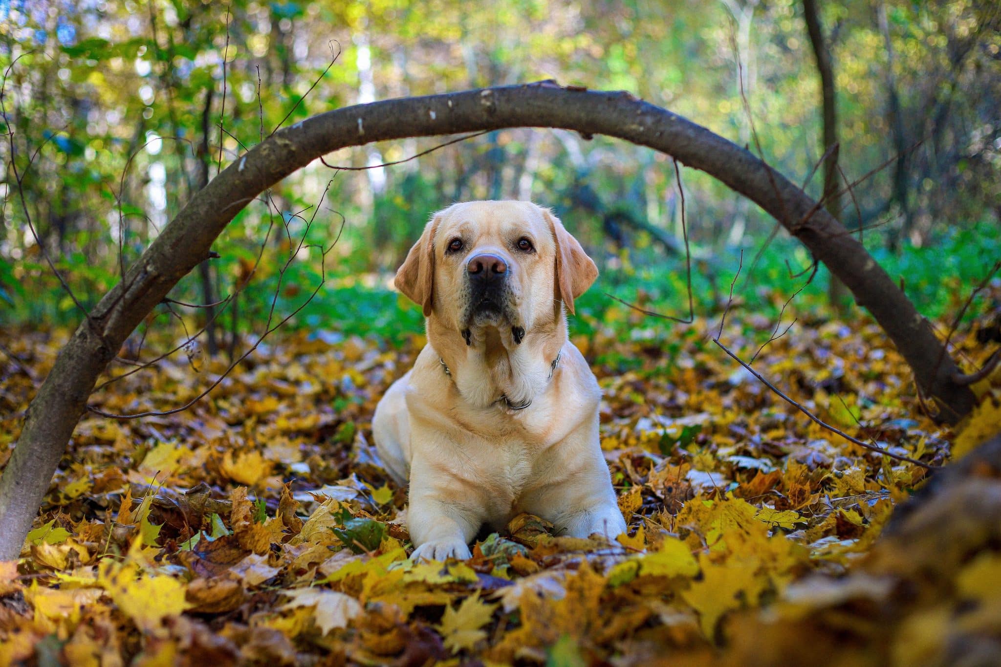 Labrador Retriever displaying joyful energy and playful enthusiasm during an outdoor adventure.