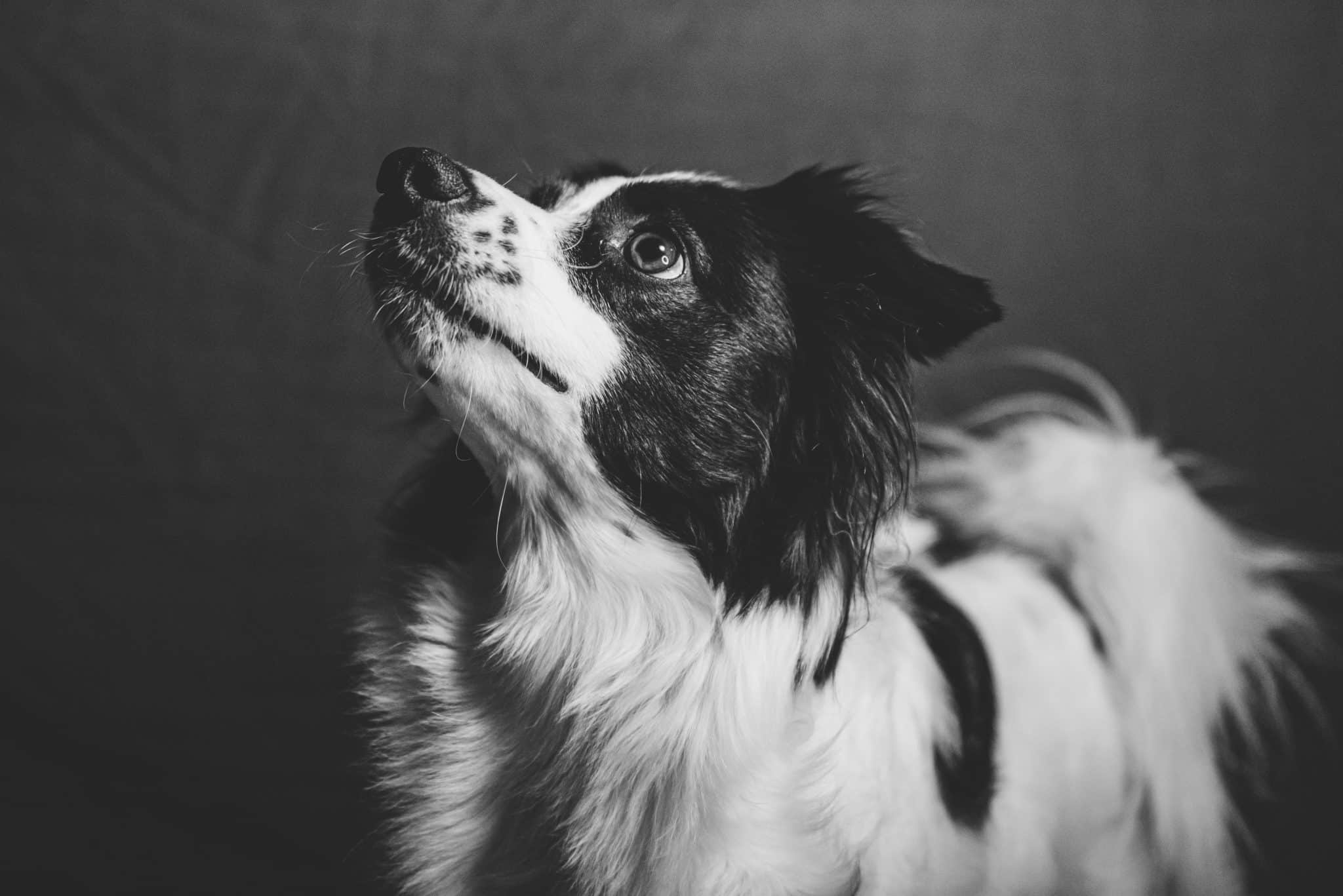 Border Collie watches its surroundings intently, using intelligence and focus to explore mysteries.