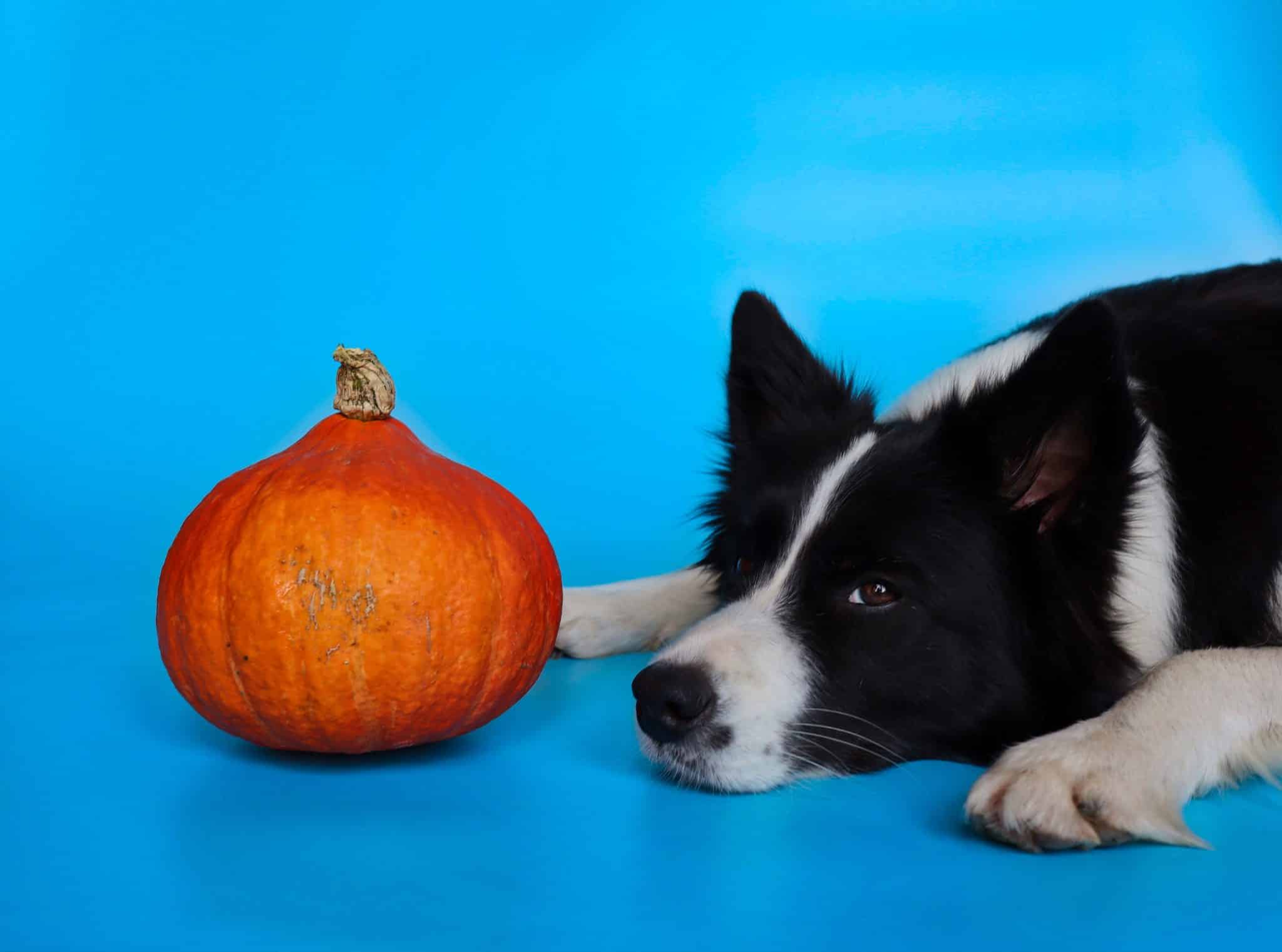 Dog looking alert, reflecting canine sensitivity to Halloween noise.