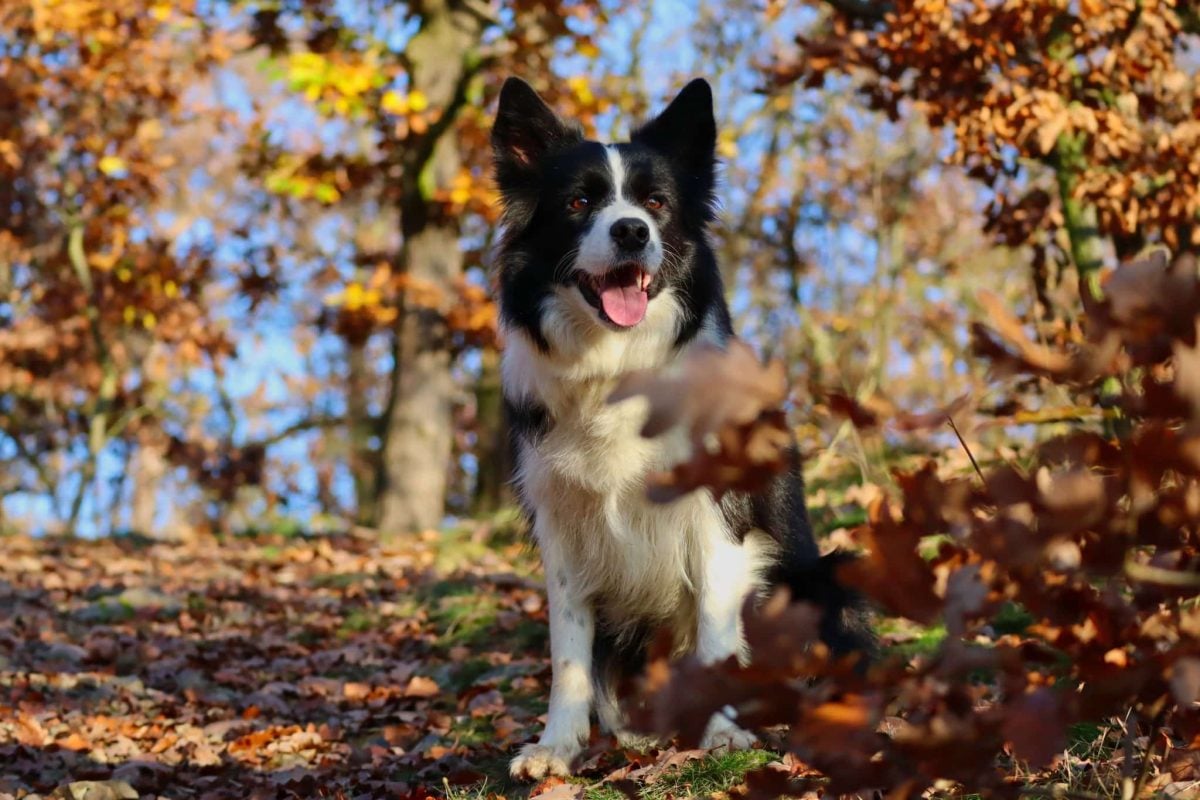 Contented dog enjoying outdoor freedom, seasonal curiosity, and peaceful autumn companionship.