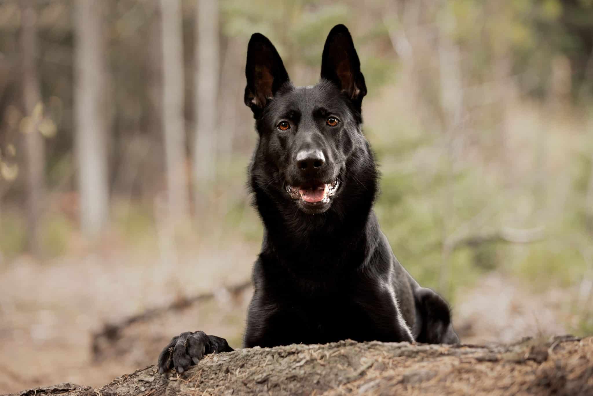 A curious dog showing its adventurous personality and enthusiasm for exploring the world.