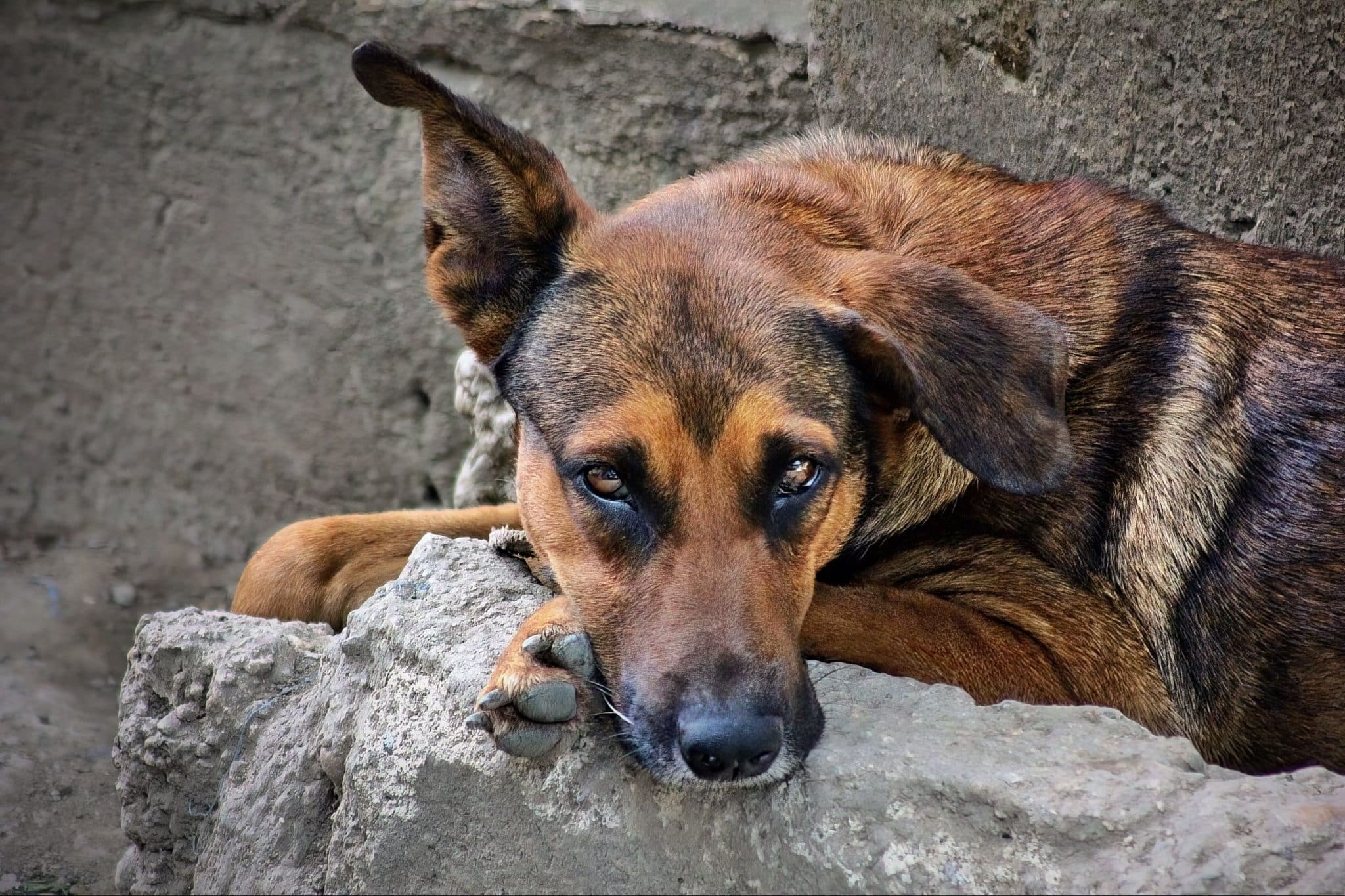 German Shepherd looks serious and contemplative, reflecting its alert nature and impressive working intelligence.