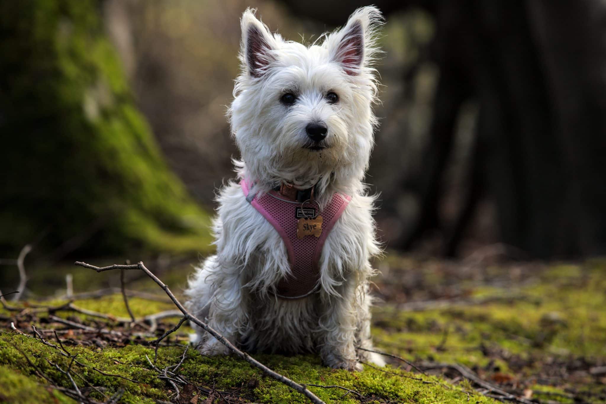 West Highland White Terrier displaying cheerful determination and curiosity while exploring the ground.