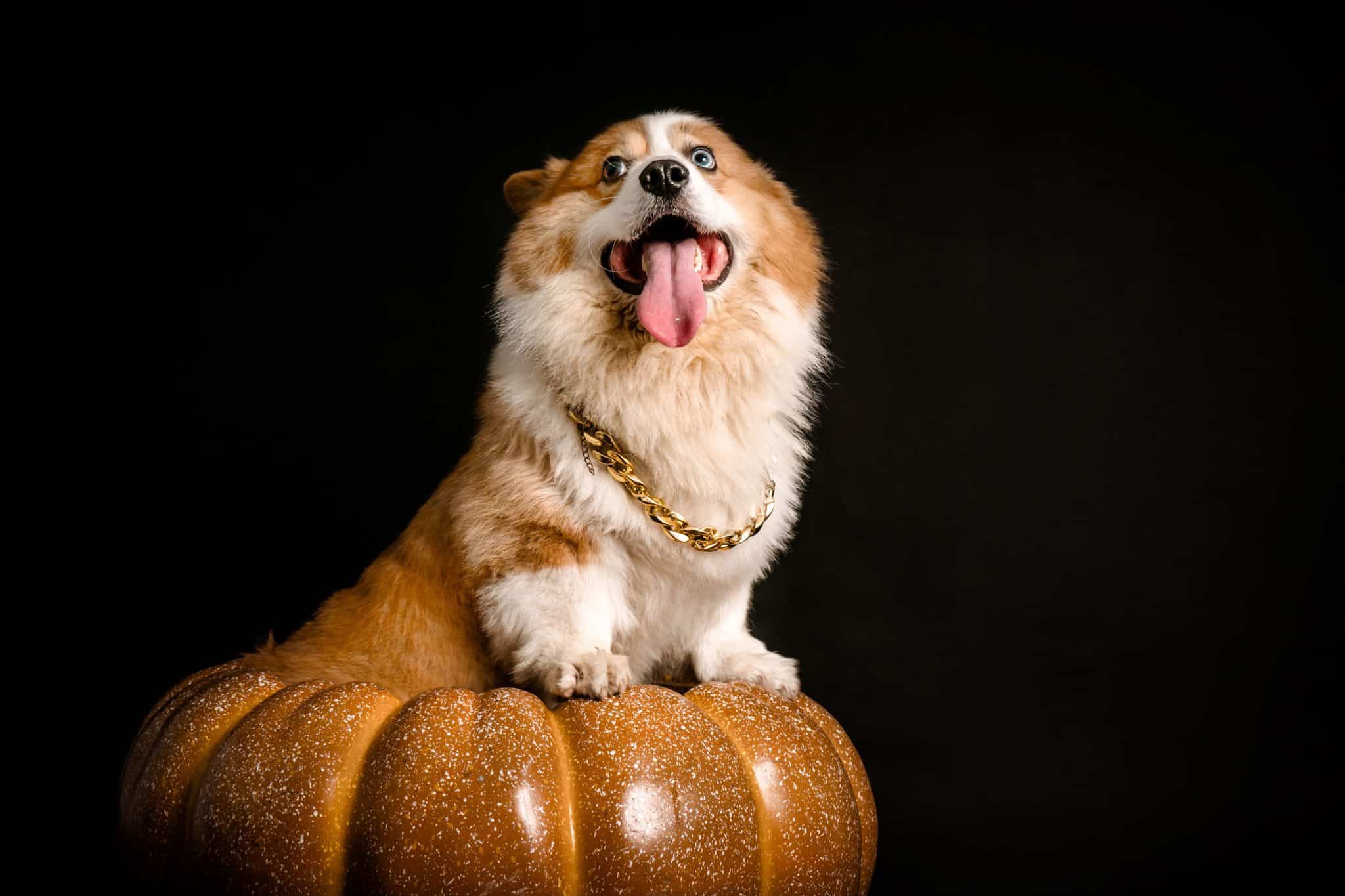 Dog looking cheerful and relaxed while posing naturally for a playful Halloween photograph.