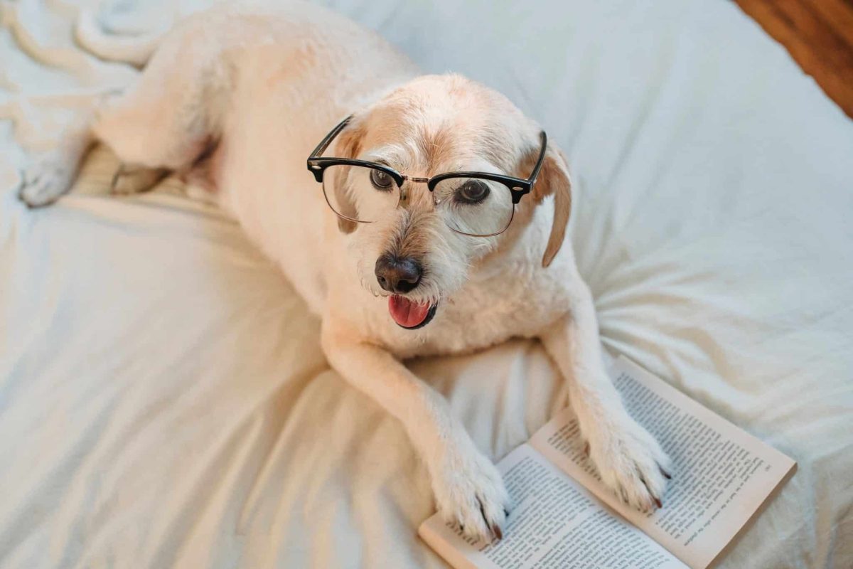 Dog observing everyday surroundings and learning naturally through routines, repetition, and experience.