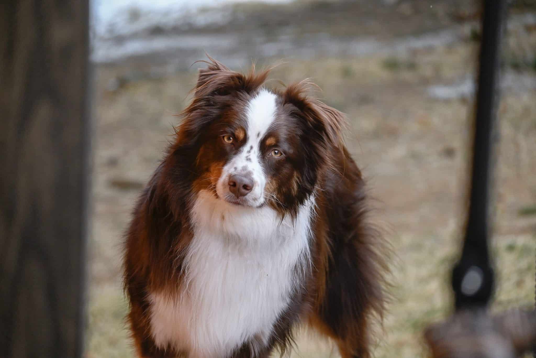 Australian Shepherd observes its surroundings carefully, ready to investigate something unusual.