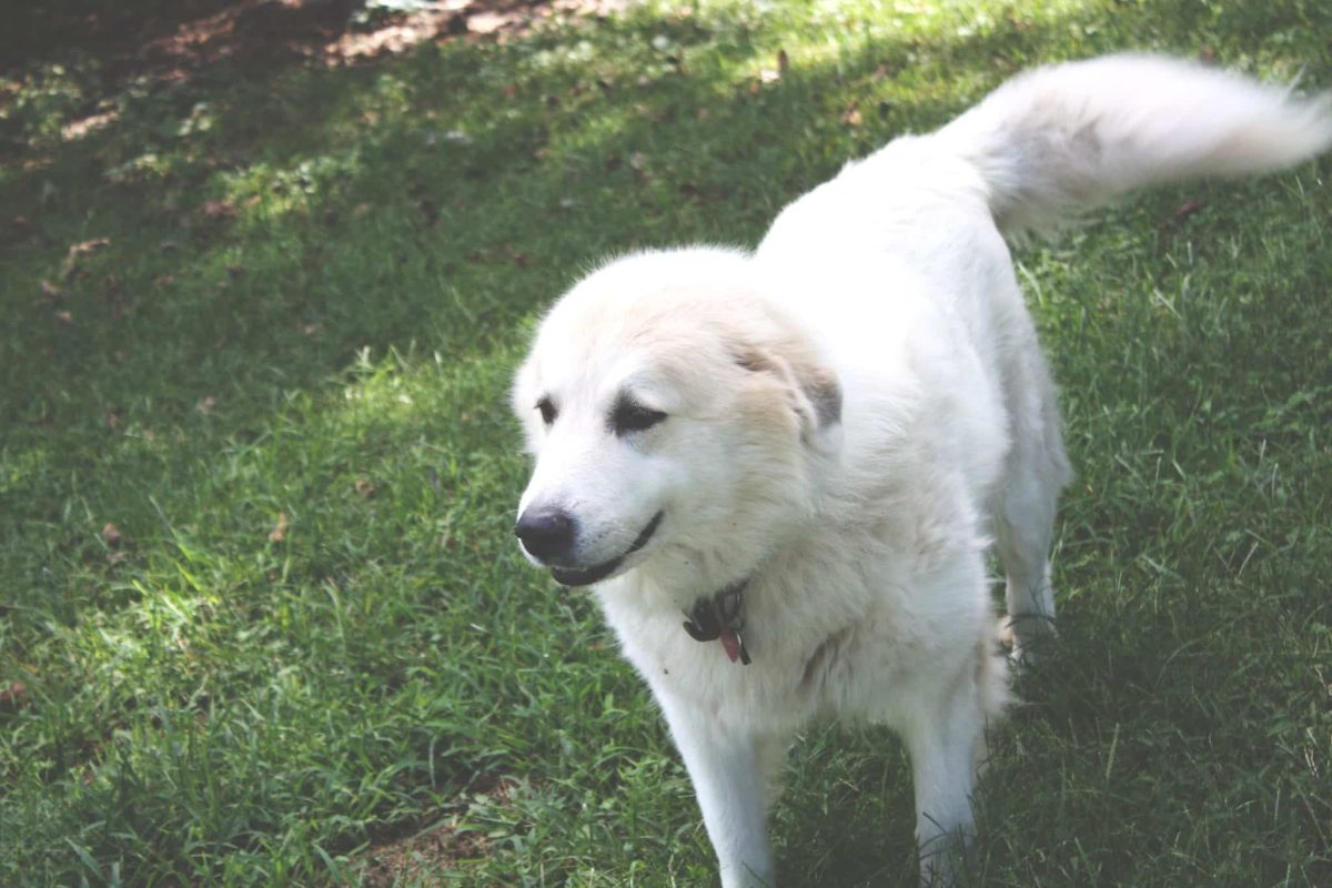 Dog communicating emotions through nuanced tail movement and expressive whole-body language.