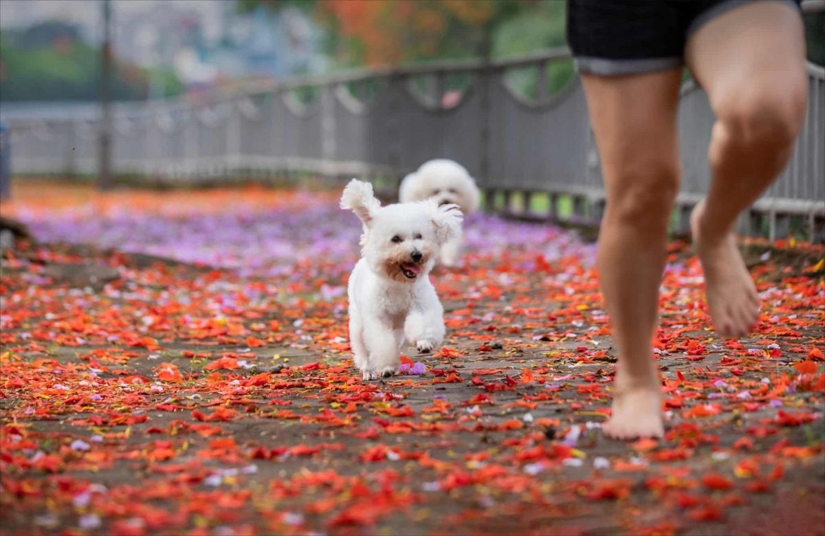 Enthusiastic dog showing loyal companionship and excitement for shared autumn adventures.