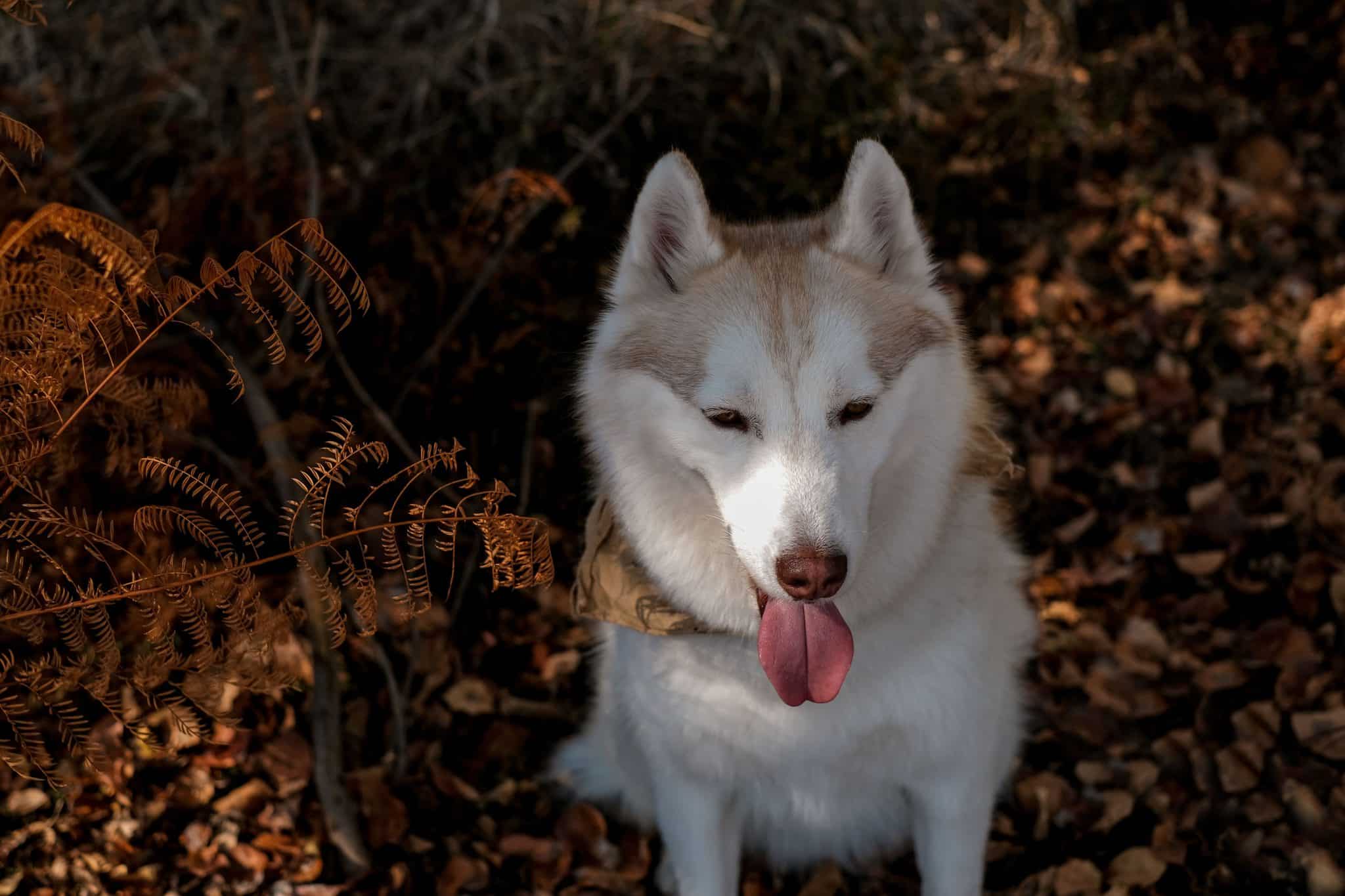 Siberian Husky displaying adventurous energy and playful confidence during a lively outdoor exploration.