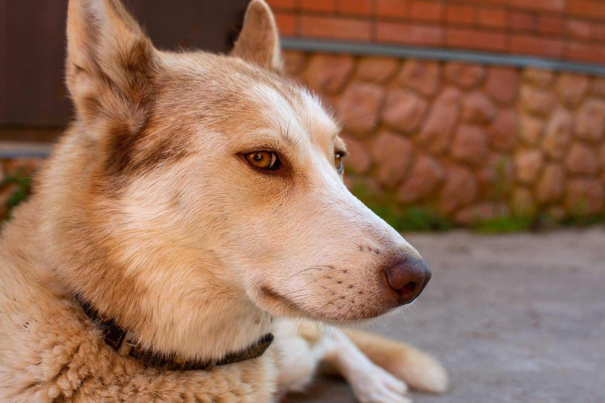 Siberian Husky gazes into the distance with a thoughtful expression and independent personality.