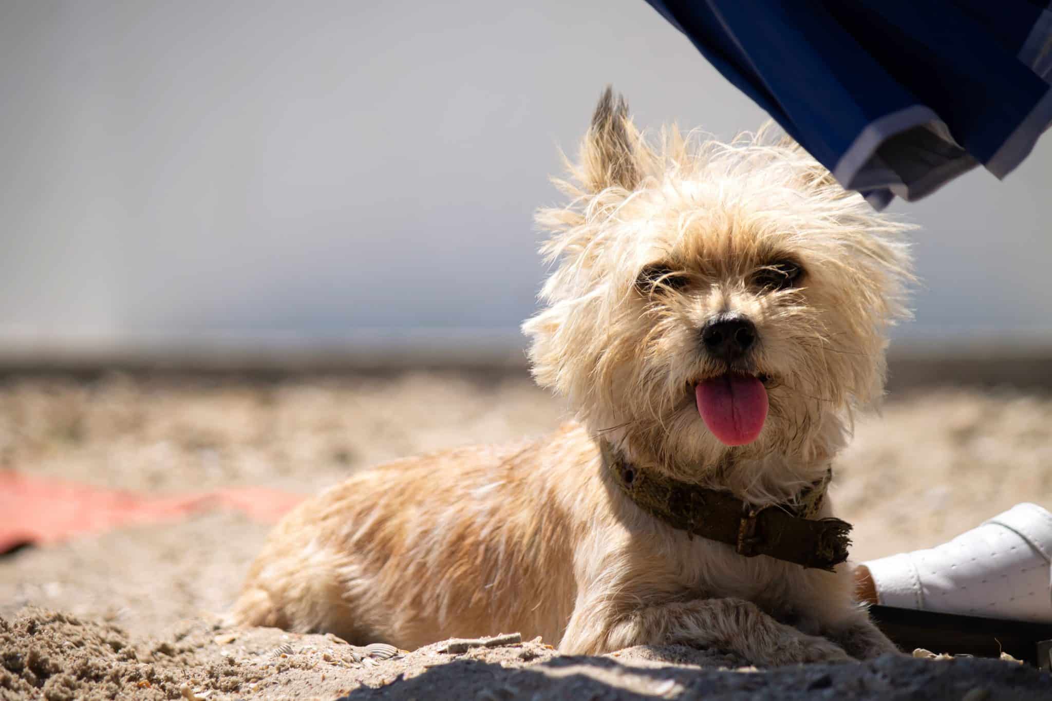 Cairn Terrier exploring the ground with fearless curiosity and spirited digging determination.