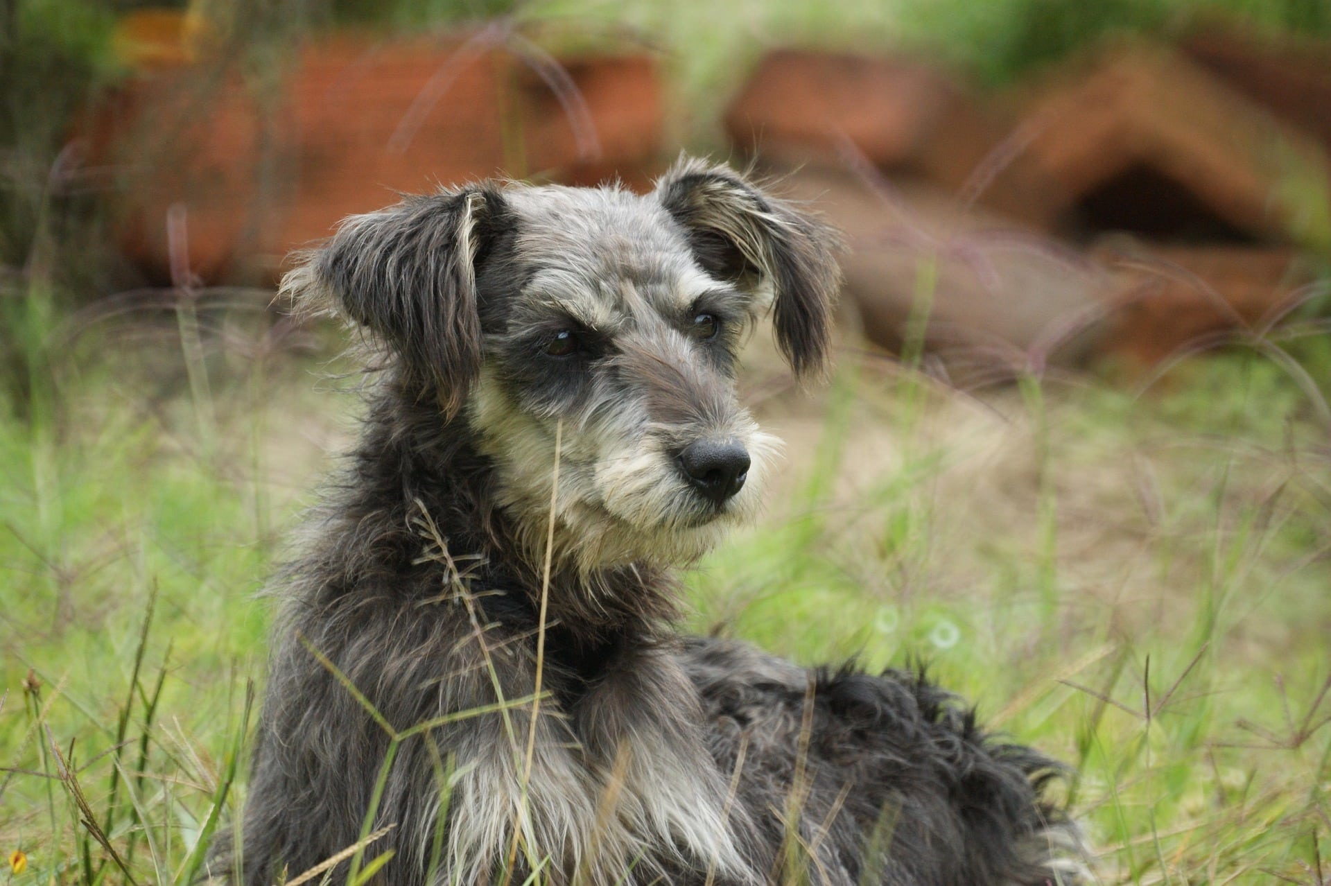 Miniature Schnauzer looks alert and inquisitive, ready to investigate every suspicious sound.