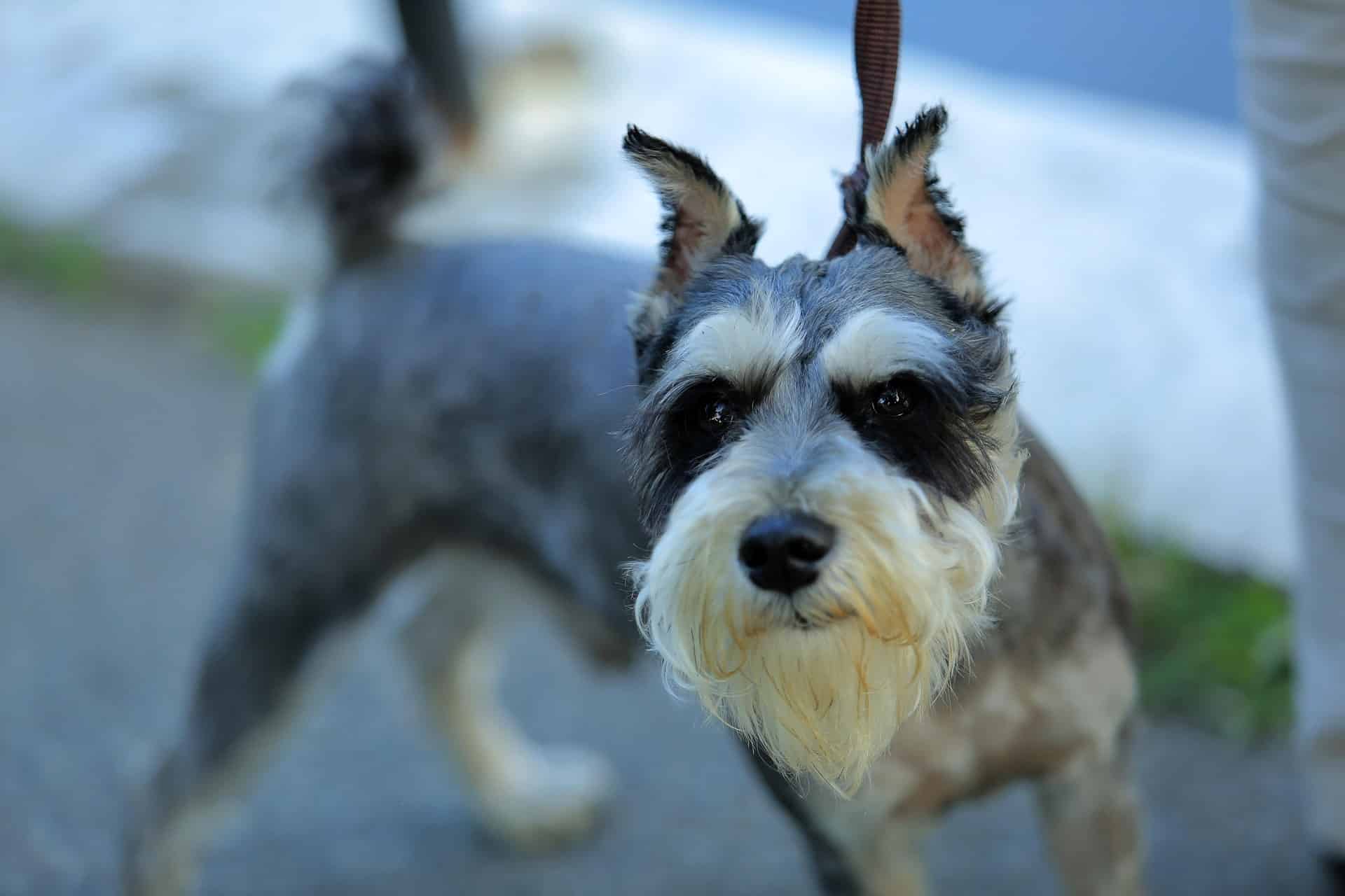 An inquisitive dog explores its surroundings with alert senses and adventurous curiosity.