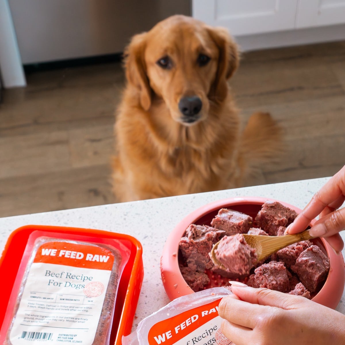 Golden retriever waiting as a person spoons We Feed Raw beef recipe patties into a bowl