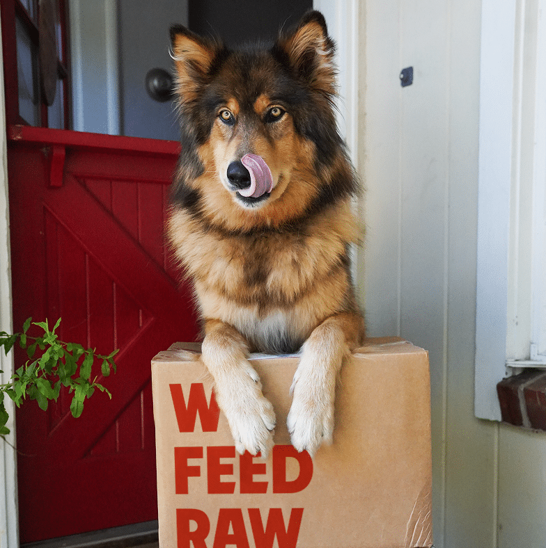 Shepherd mix licking its lips with its paws resting on a We Feed Raw delivery box by a front door