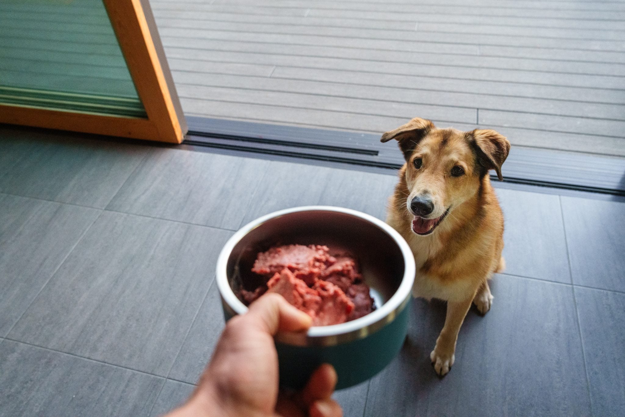 Person holding out a bowl of raw dog food to a mixed-breed dog sitting and waiting